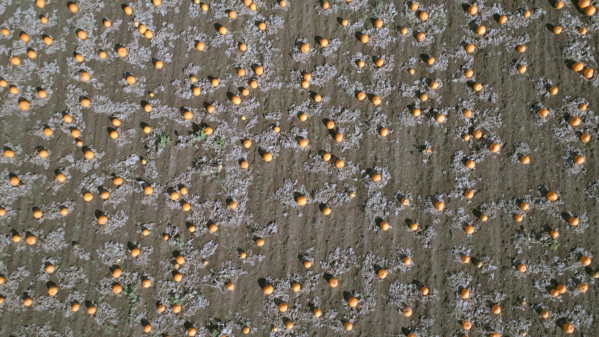 Bird's Eye View of a Pumpkin Patch on a Farm Ready for Harvest Aerial Flyover