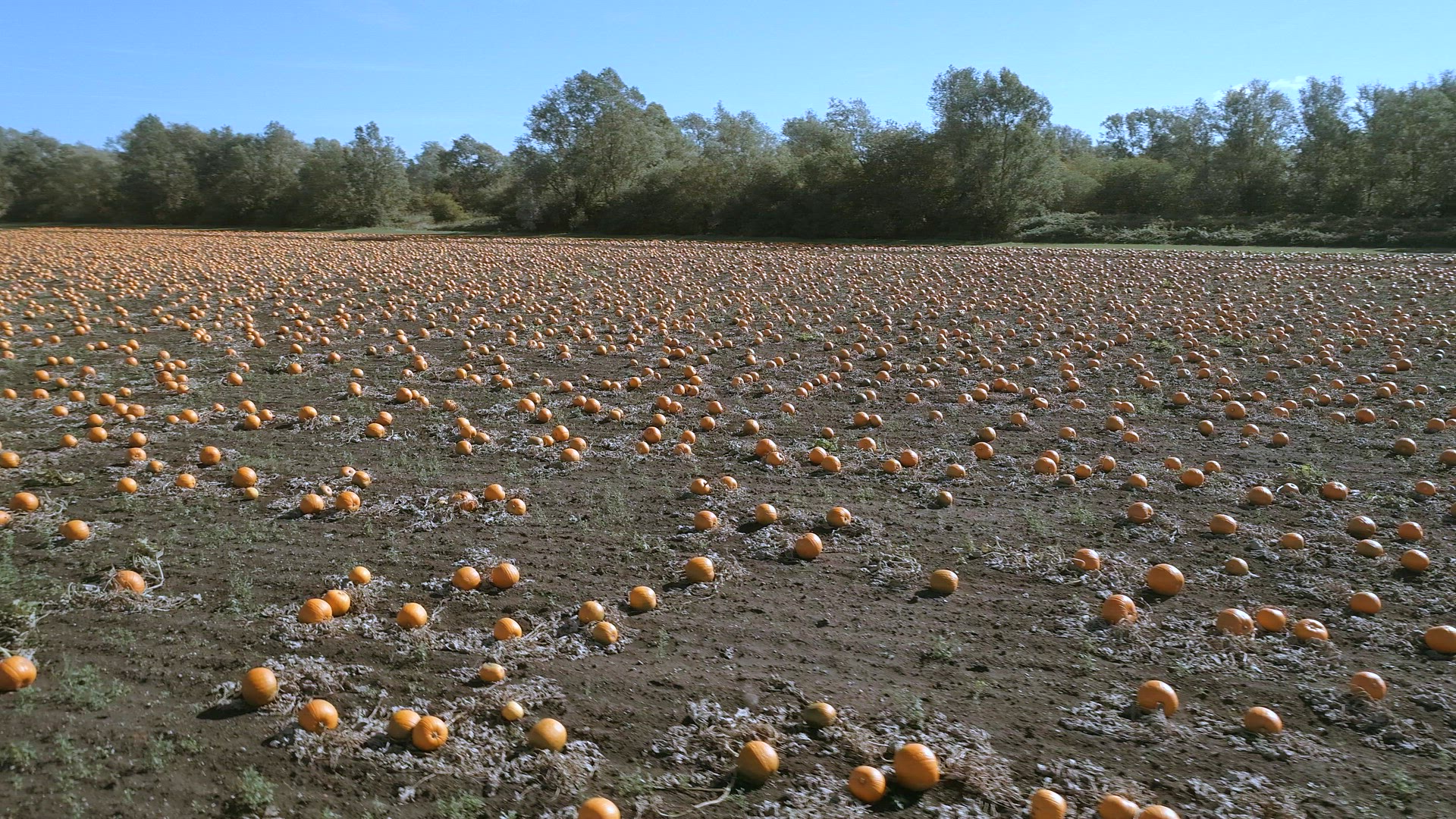 Pumpkin Patch on a Farm Ready for Harvest Aerial Flyover