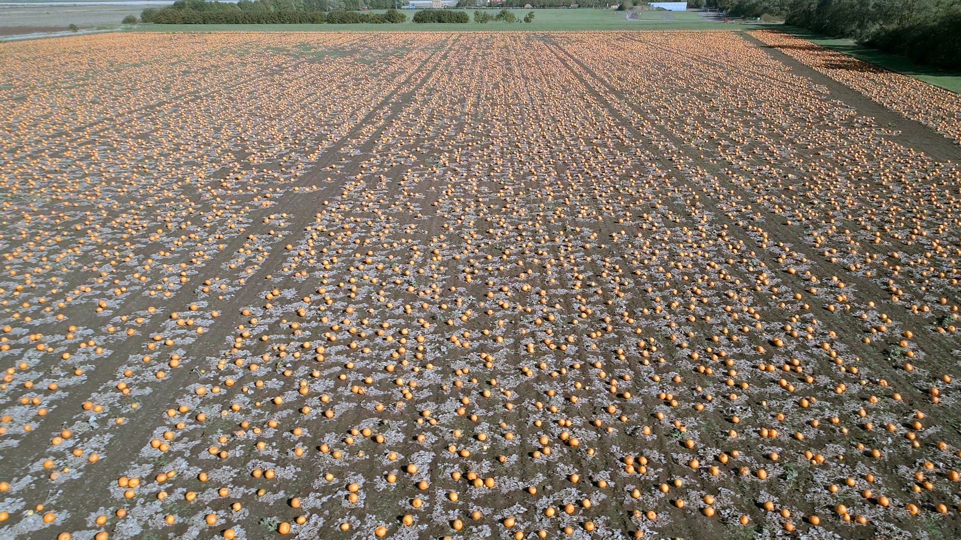 Pumpkin Patch on a Farm Ready for Harvest Aerial Flyover