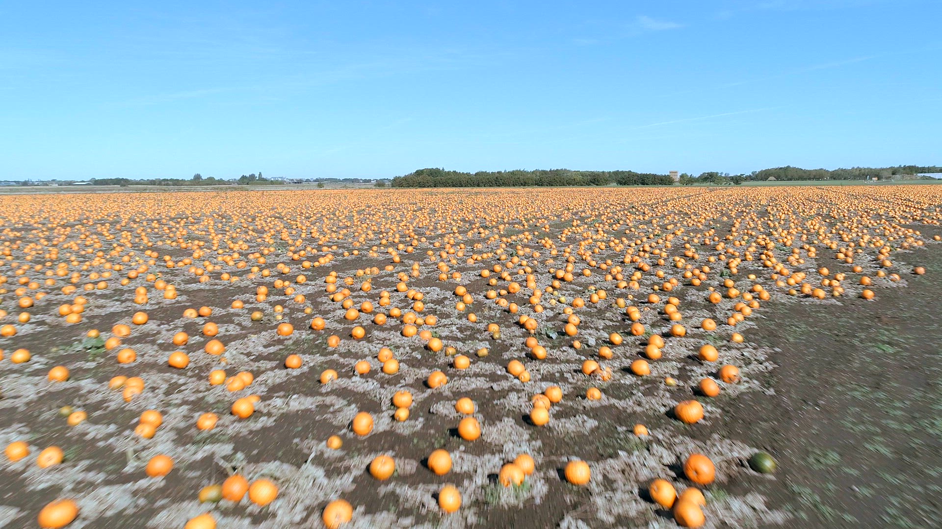 Pumpkin Patch on a Farm Ready for Harvest Aerial Flyover