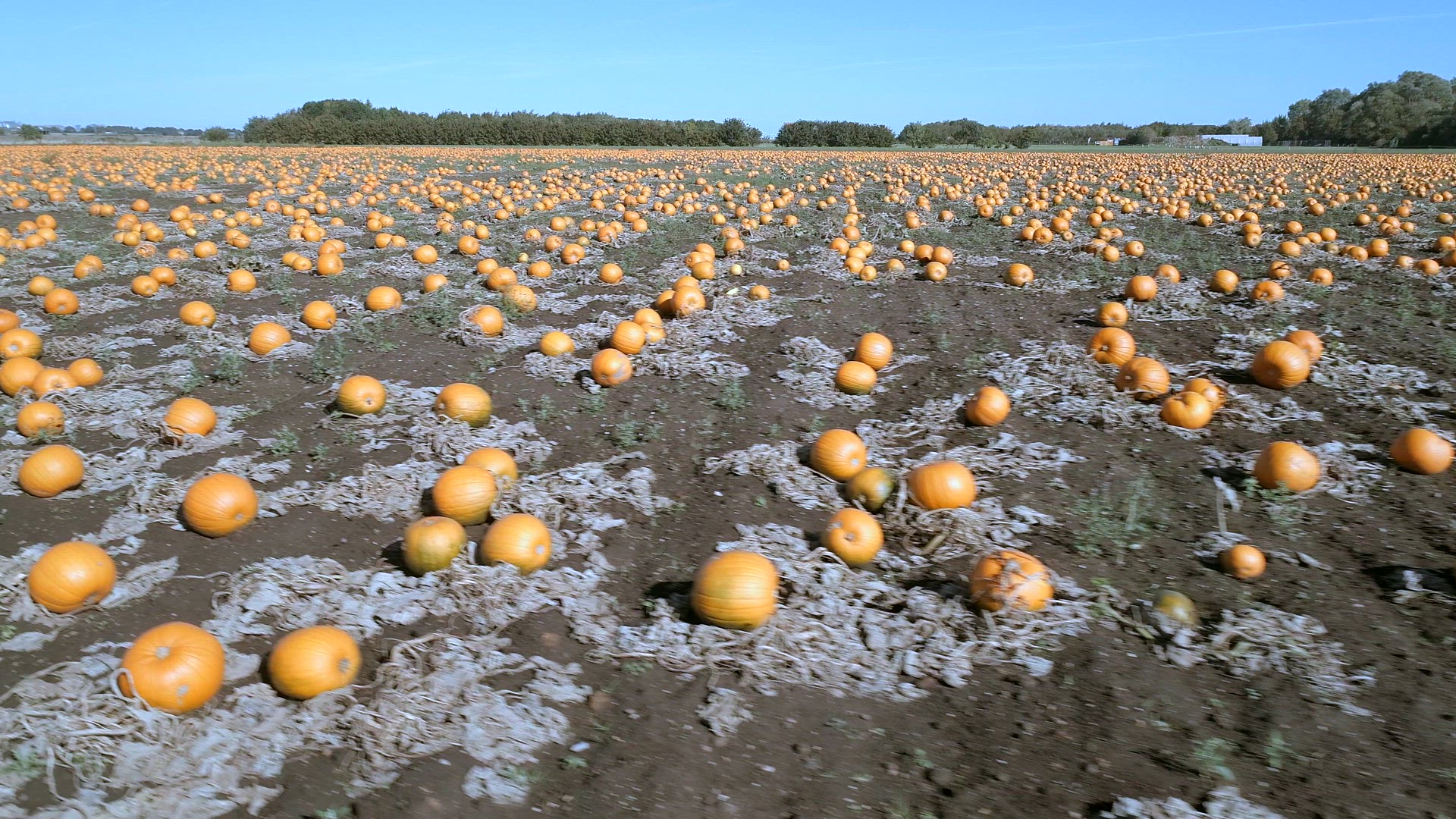Pumpkin Patch on a Farm Ready for Harvest Aerial Flyover