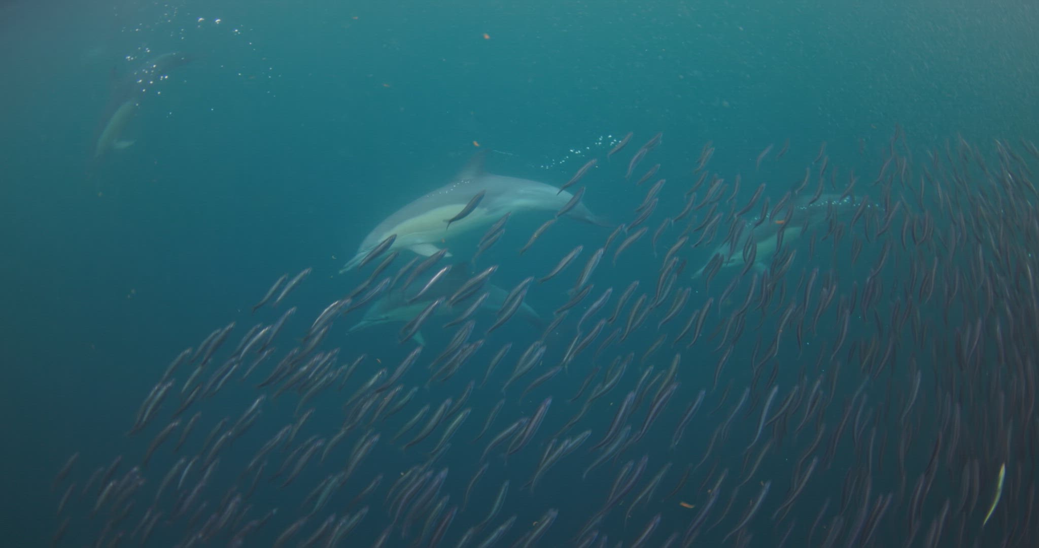 Common Dolphins Feeding part 3.mov