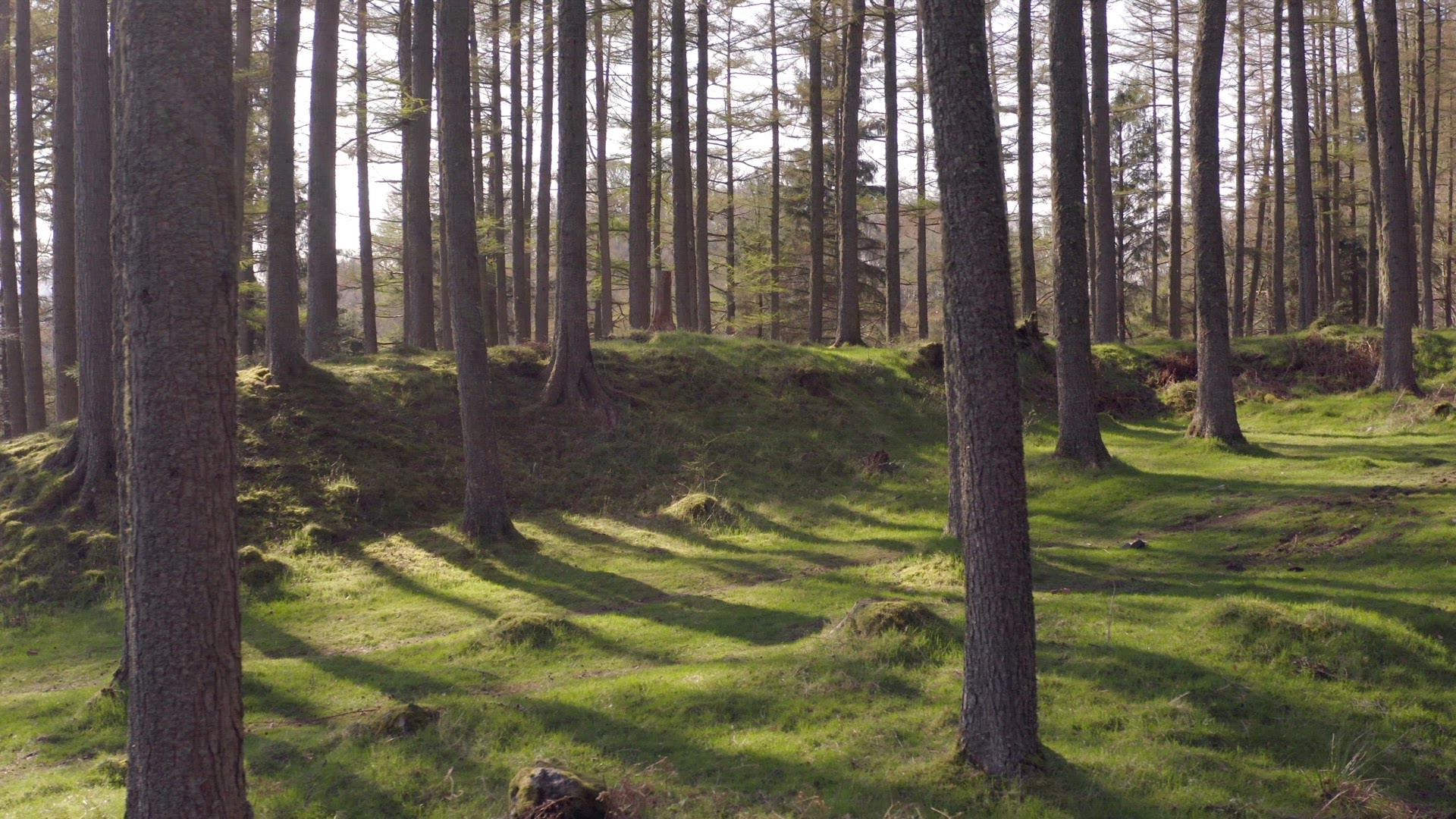 Tree Trunks in an Empty Forest at Sunset