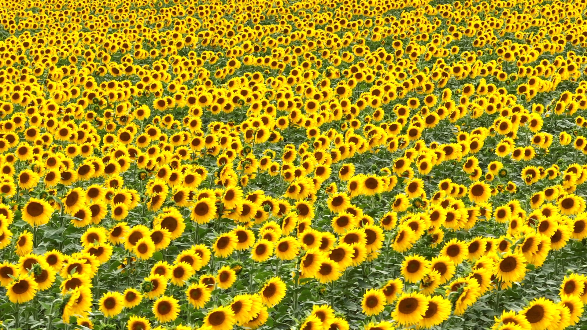 A Field of Sunflowers in the Summer