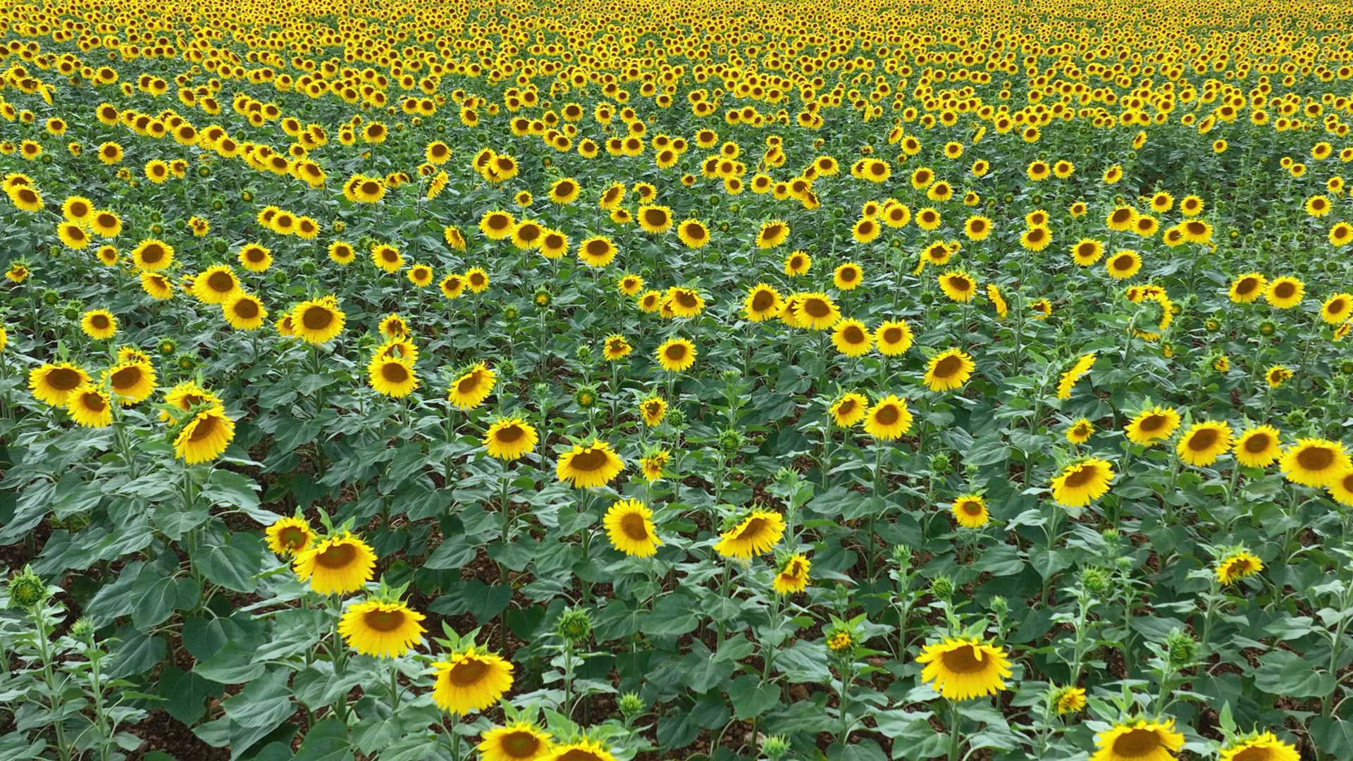 A Field of Sunflowers in the Summer