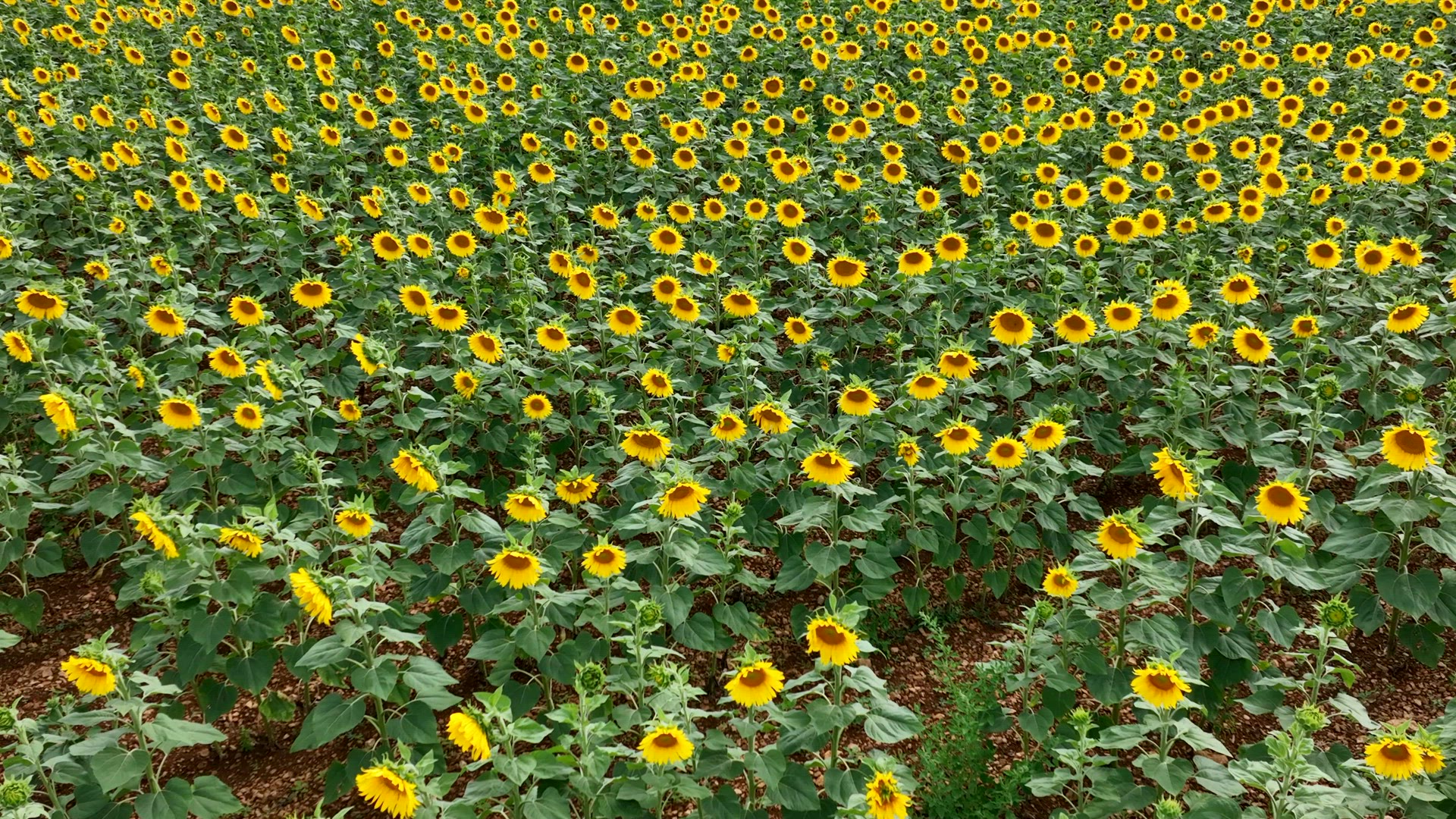 Flyover of a Field of Sunflower Plants