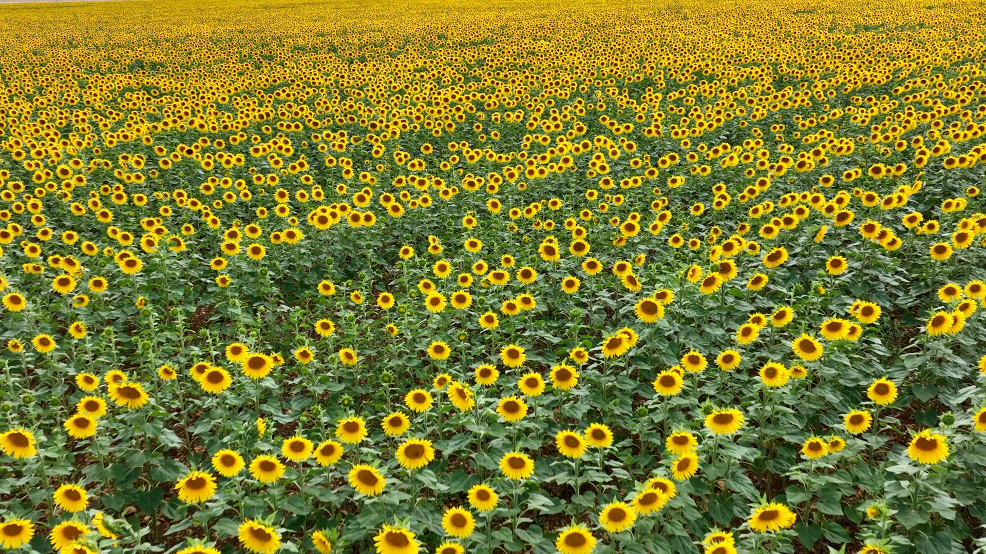 Flyover of a Field of Sunflower Plants