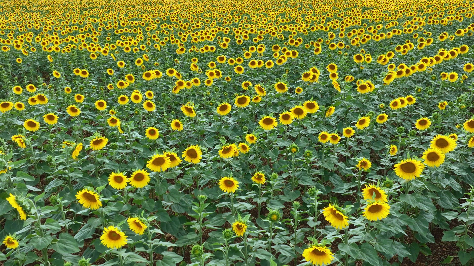 Sunflowers in a Field Flyover