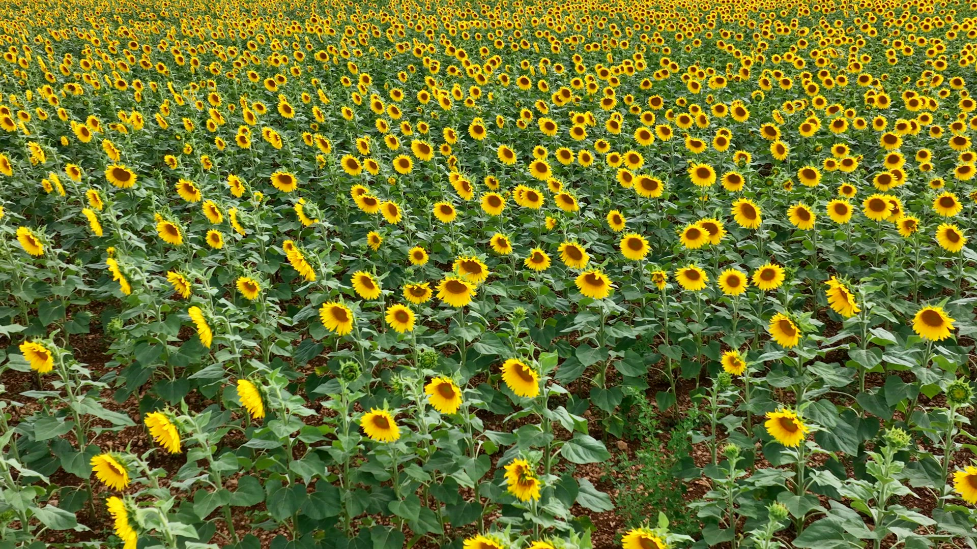 Sunflowers in a Field Ready to be for Harvested into Oil and Seeds