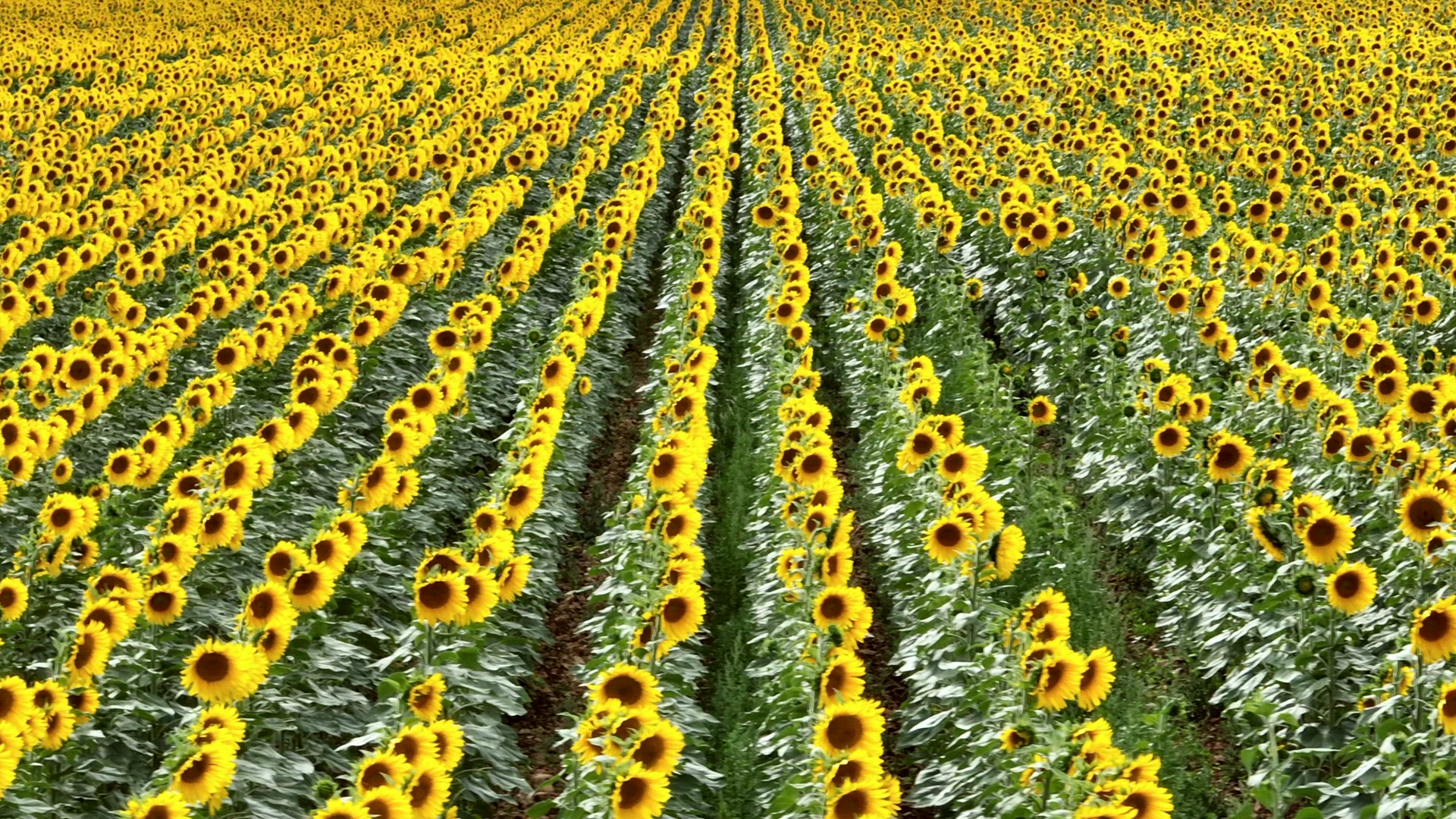 Sunflowers in a Field Ready to be for Harvested into Oil and Seeds