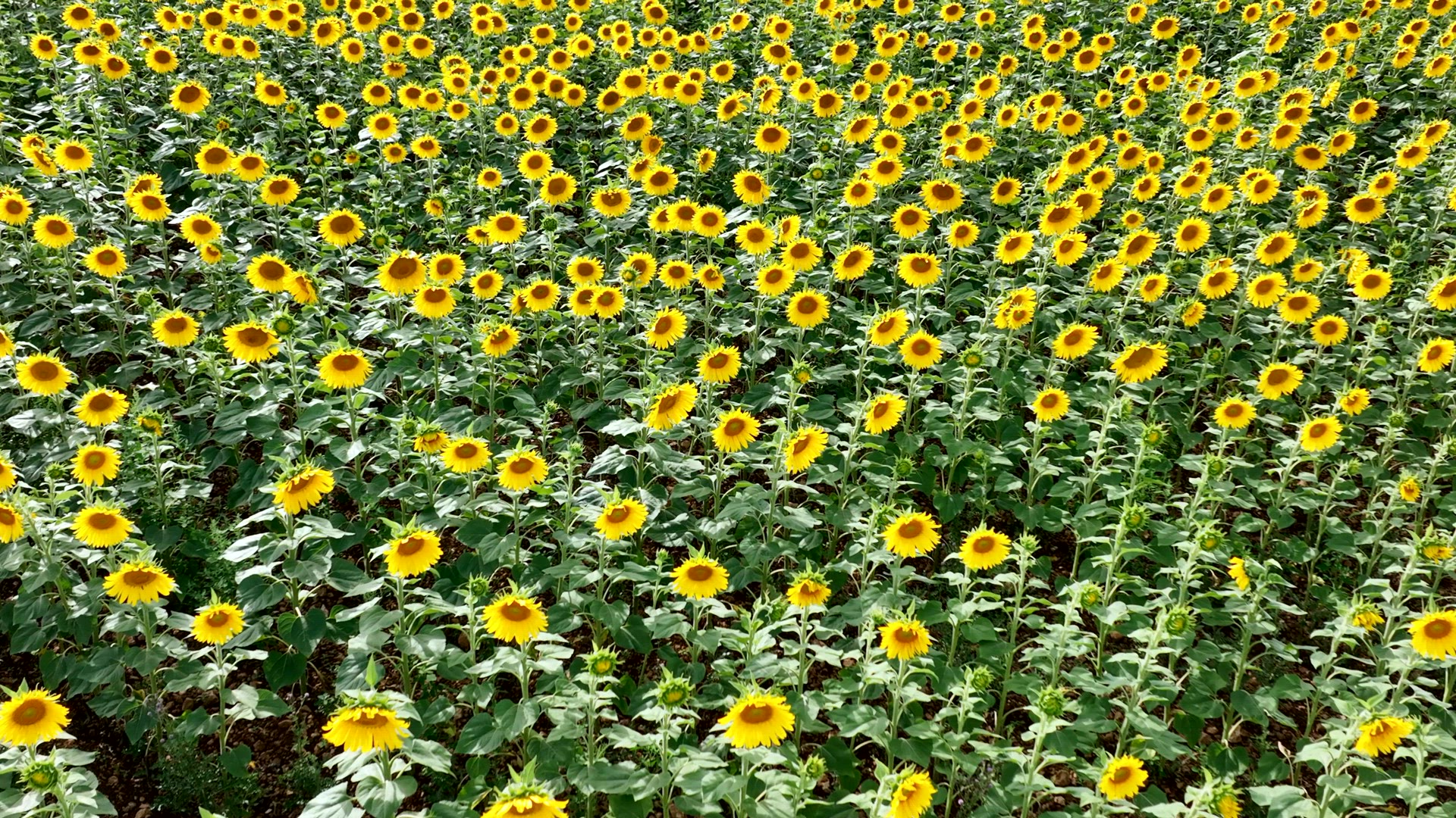 Sunflowers in a Field Flyover