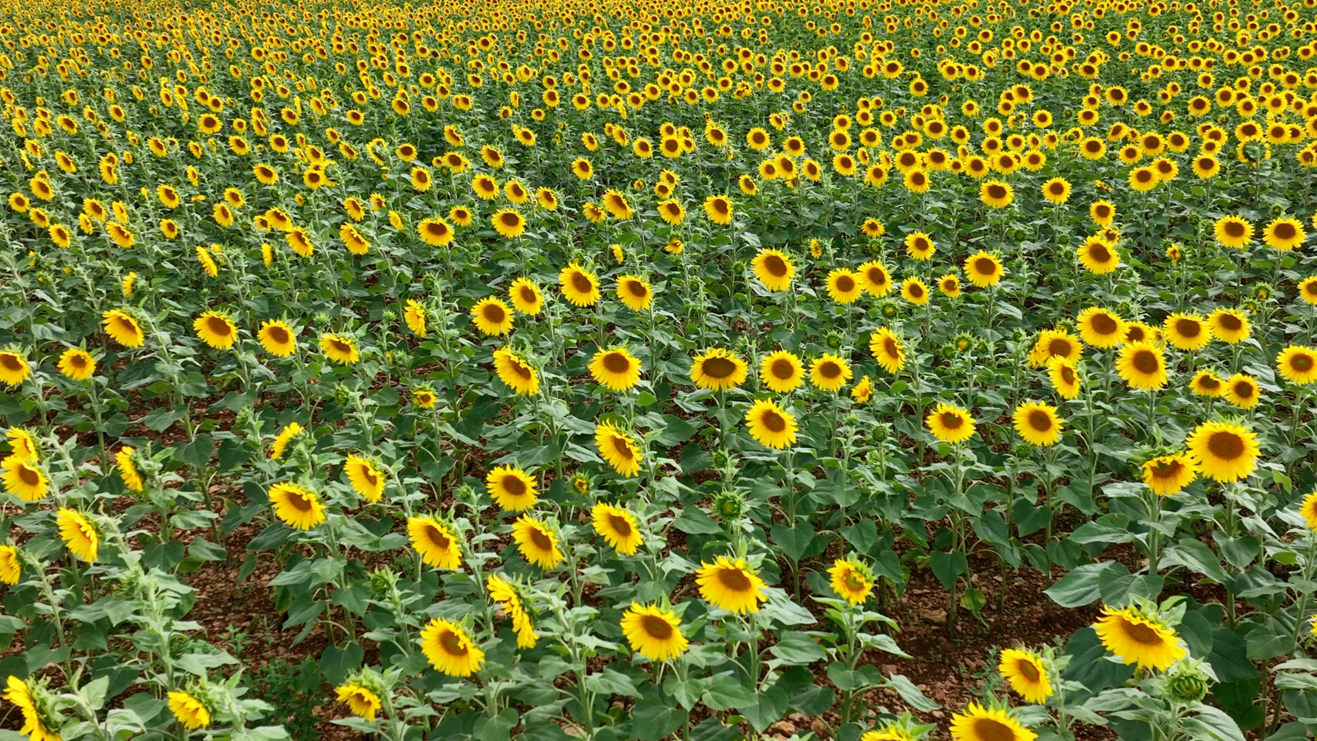Sunflower Crop Used for Food and Animal Feed