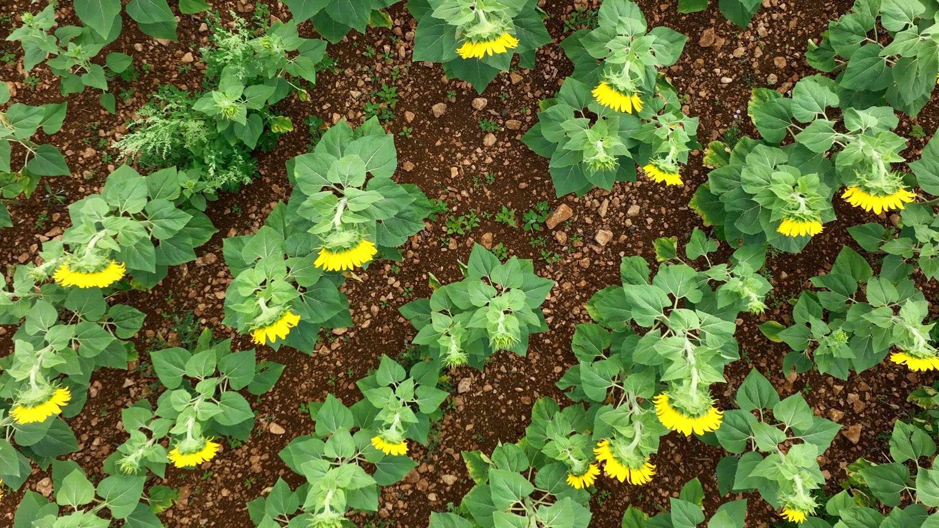 Bird's Eye View of Sunflowers in a Field