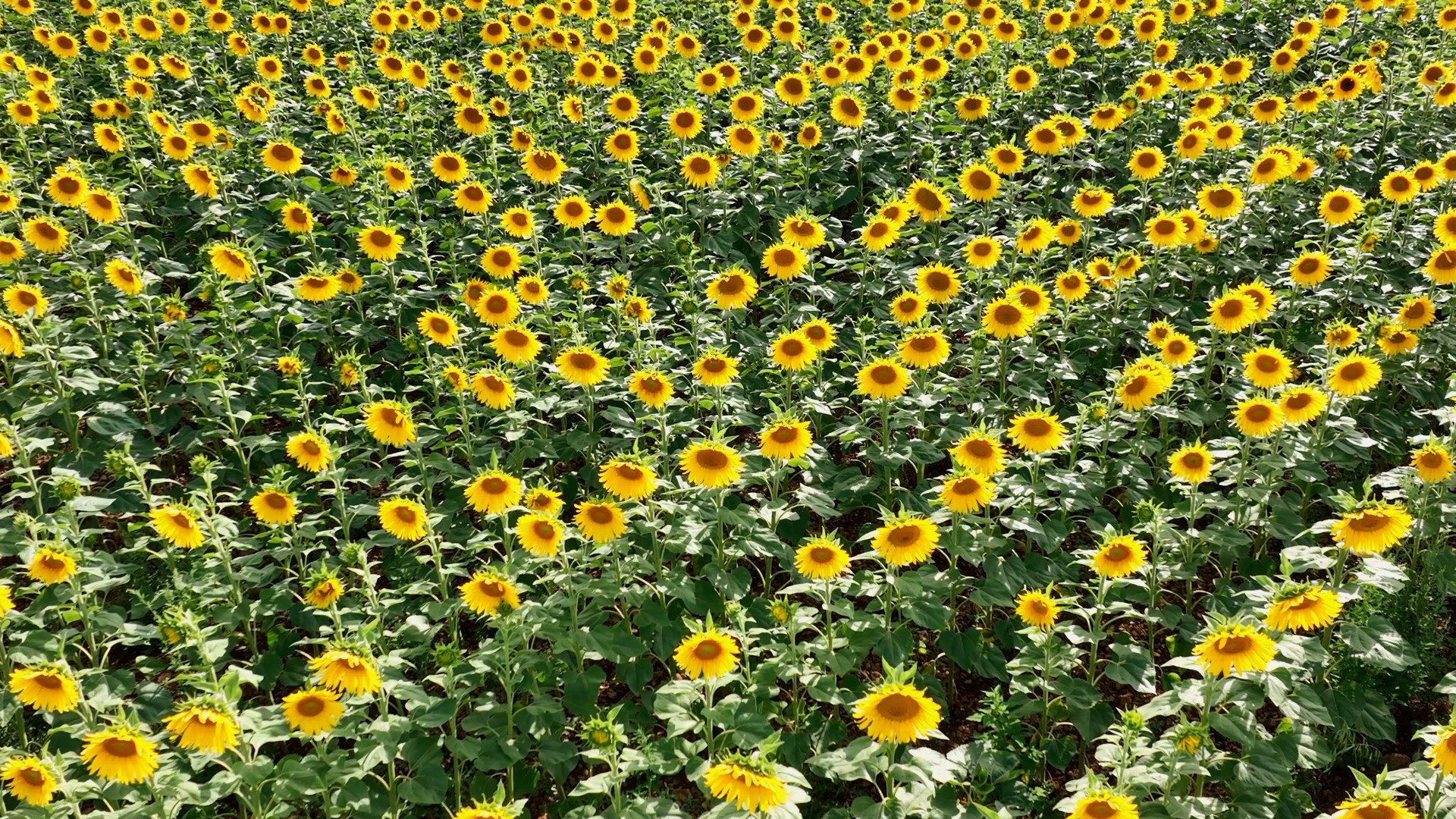 Sunflower Crop Used for Food and Animal Feed