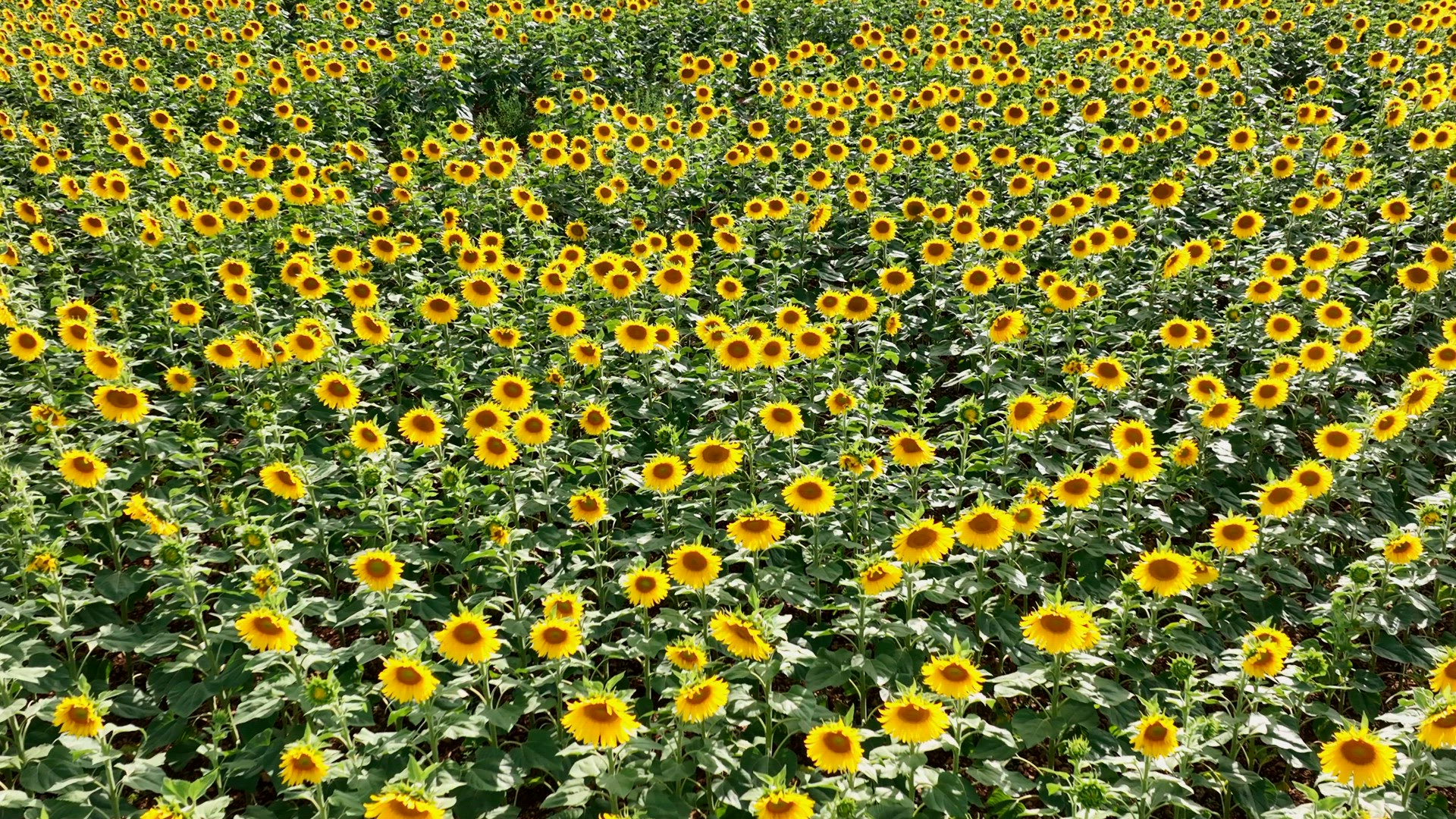 Sunflowers in a Field Ready for Harvesting into Oil and Seeds