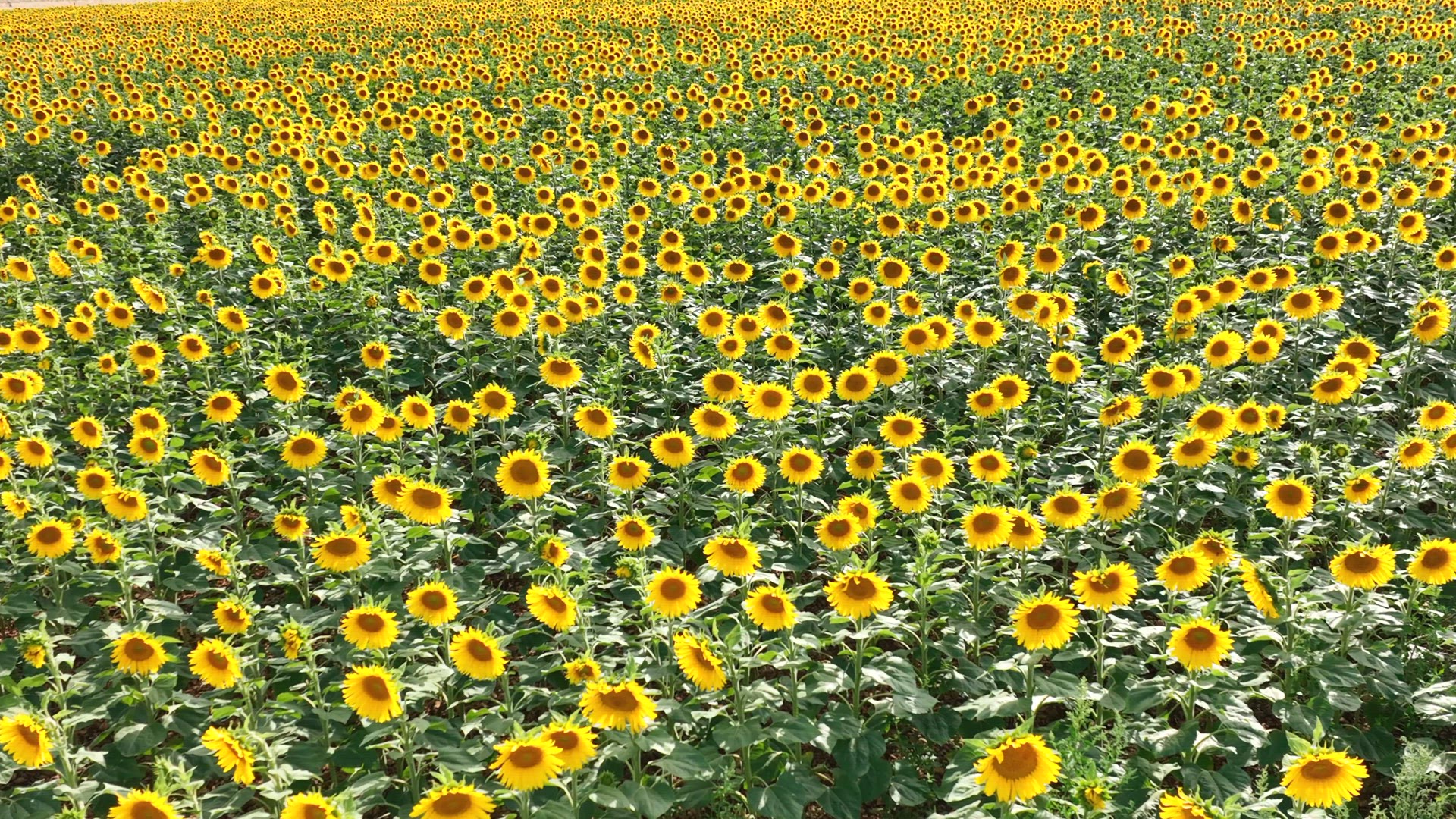 Sunflower Crop Used for Food and Animal Feed