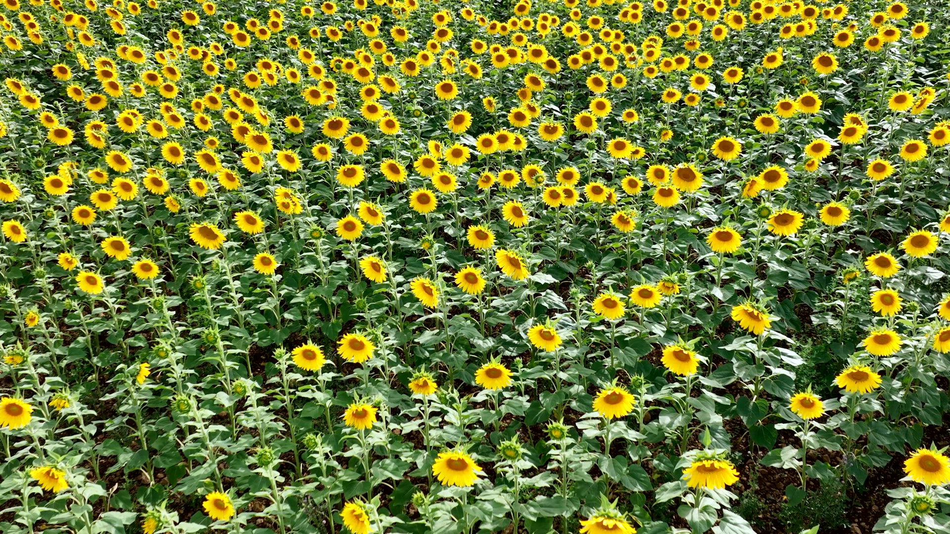 Sunflowers in a Field to be for Harvested into Oil and Seeds