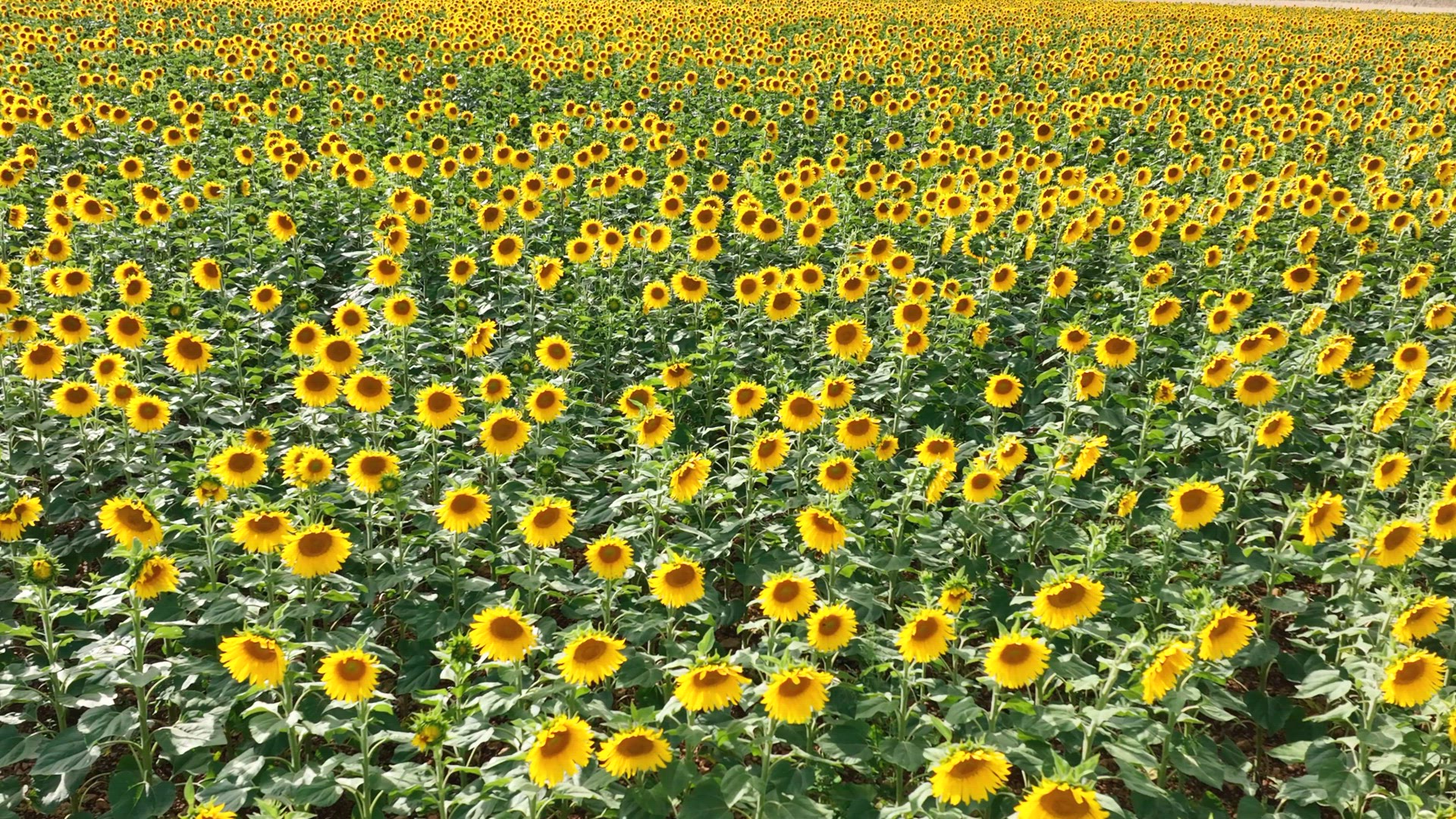 Sunflowers in a Field Ready for Harvesting into Oil and Seeds