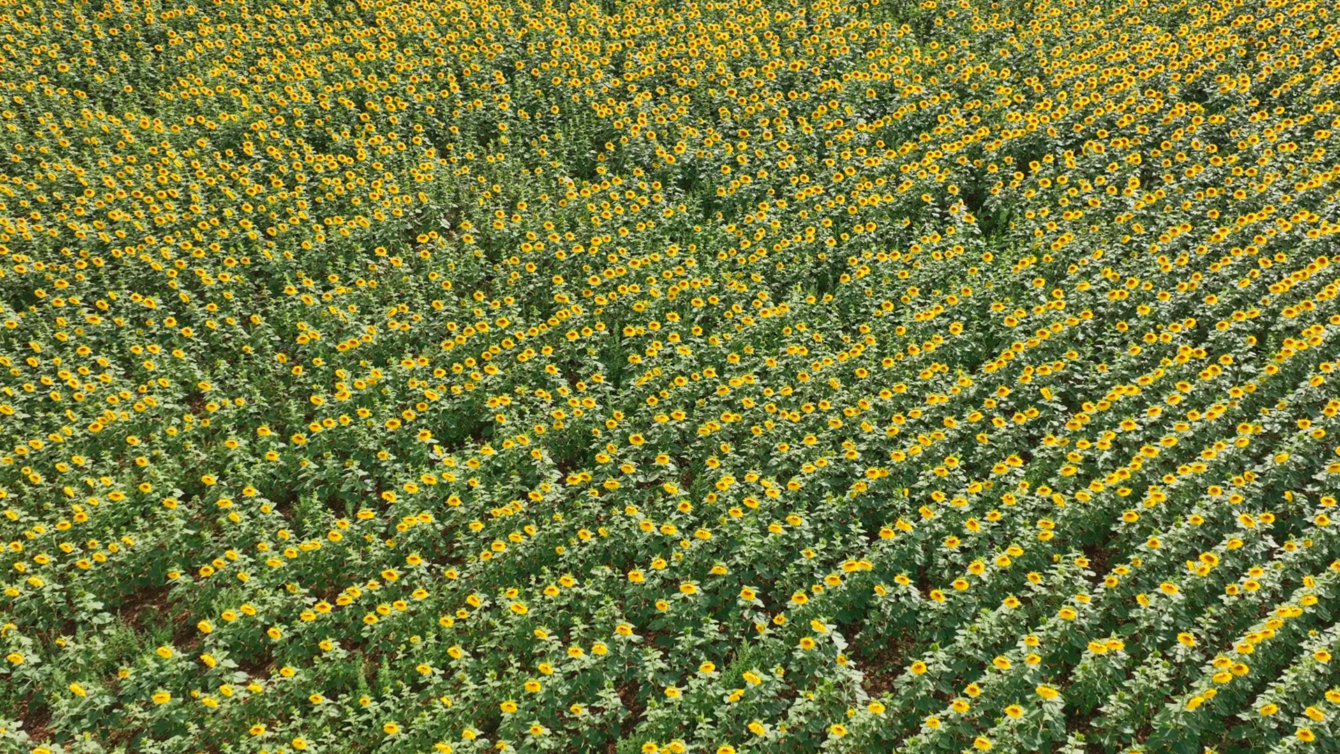 Sunflowers in a Field Ready to be for Harvested into Oil and Seeds