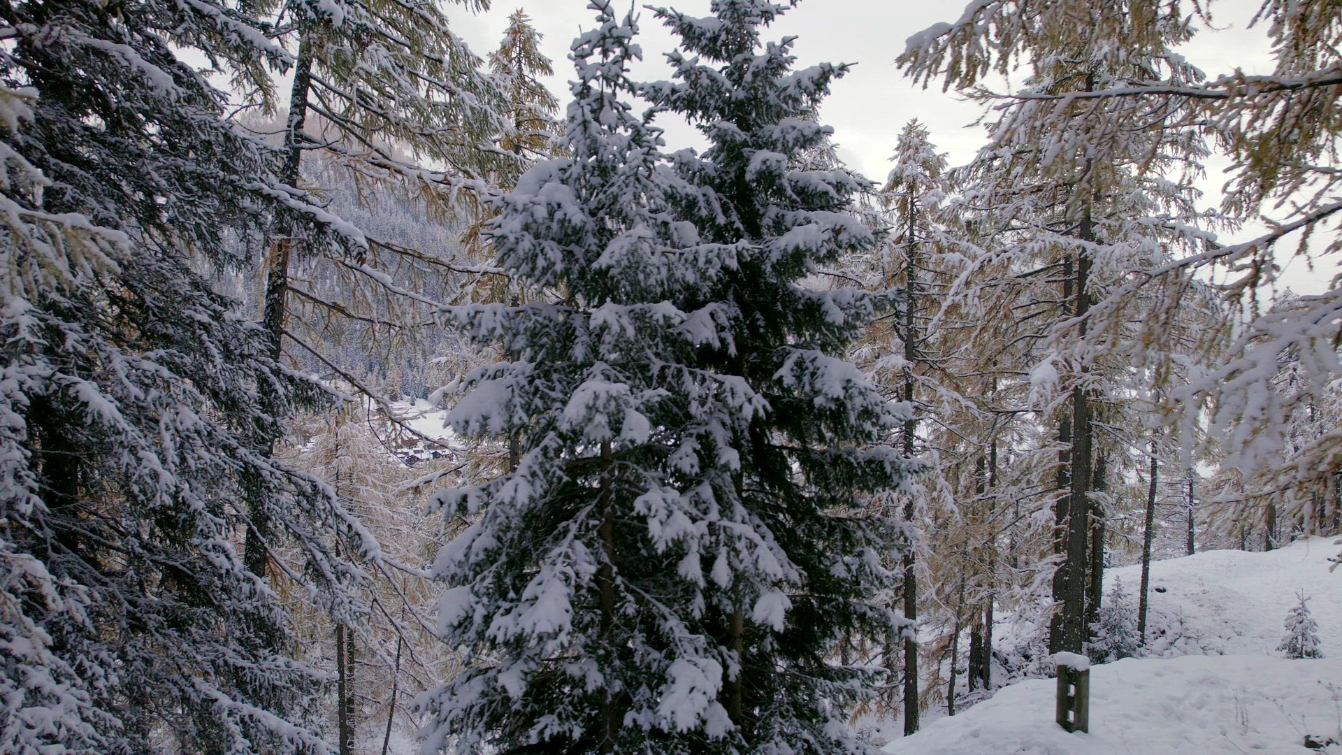 Trees and Forests in Switzerland During the Winter