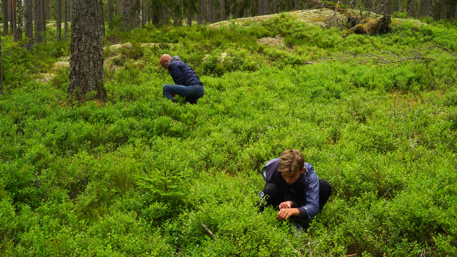 boy and grandfather picking blueberries.MP4