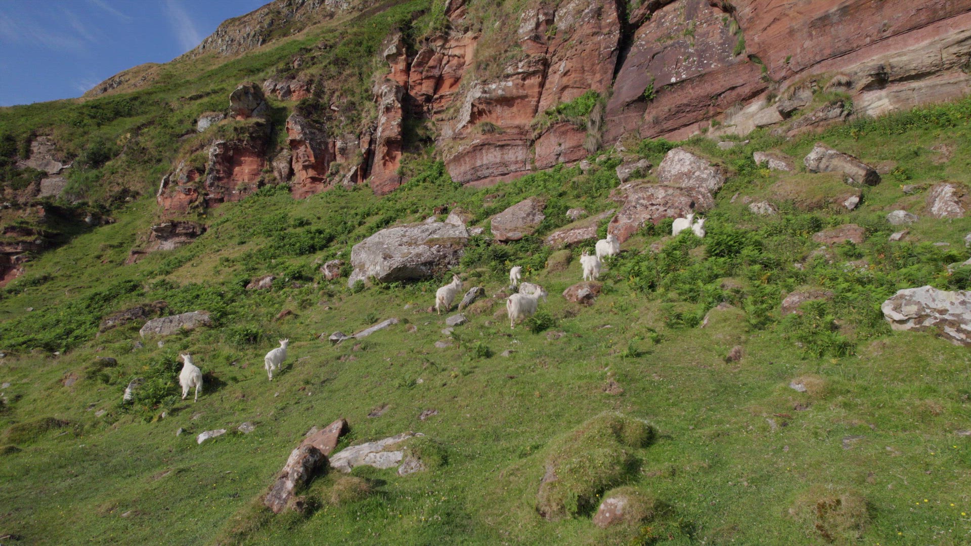 Wild White Saanen Goats Grazing at the Foot of a Mountain