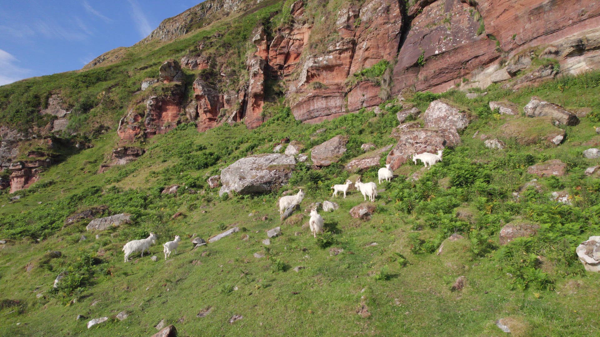 Wild Saanen Goats Grazing on a Mountain