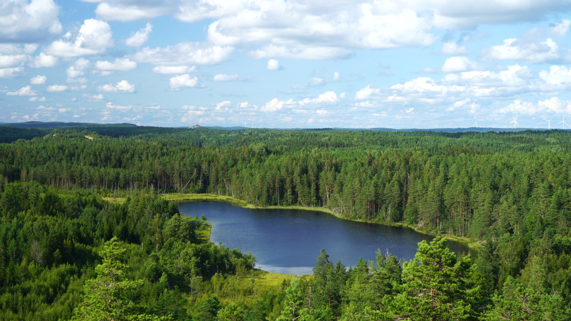 small lake in forest - pine trees in wind.MP4