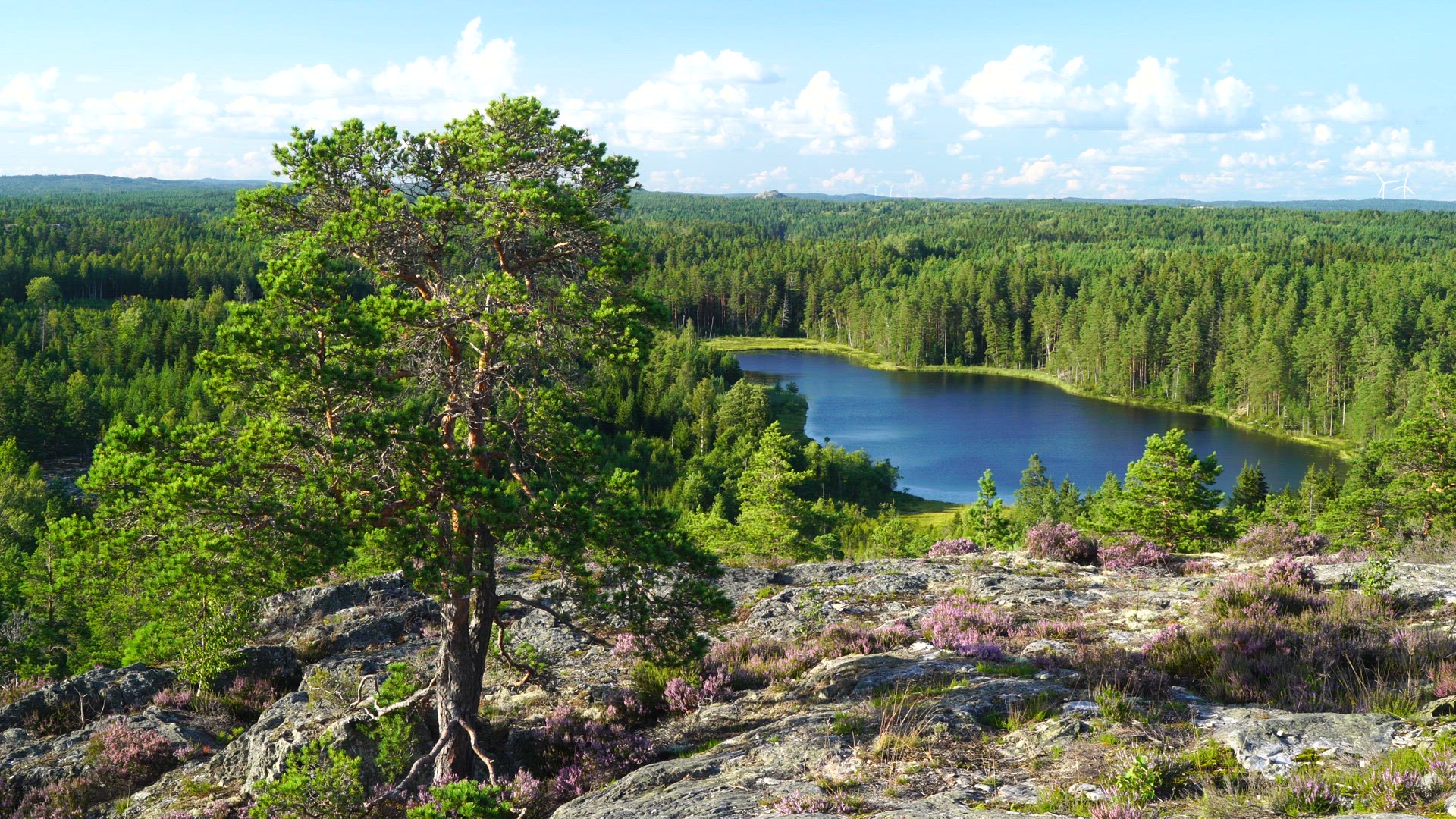 pine tree in foreground at viewpoint Dalsland - 2.MP4