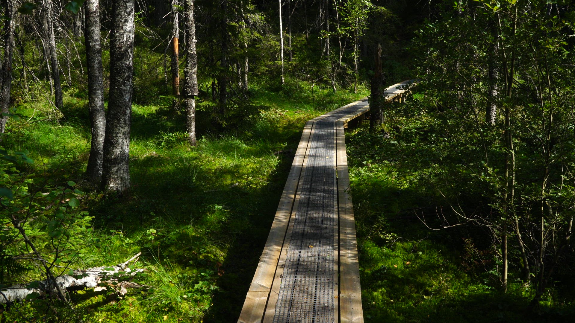 span in forest - for hikers.MP4