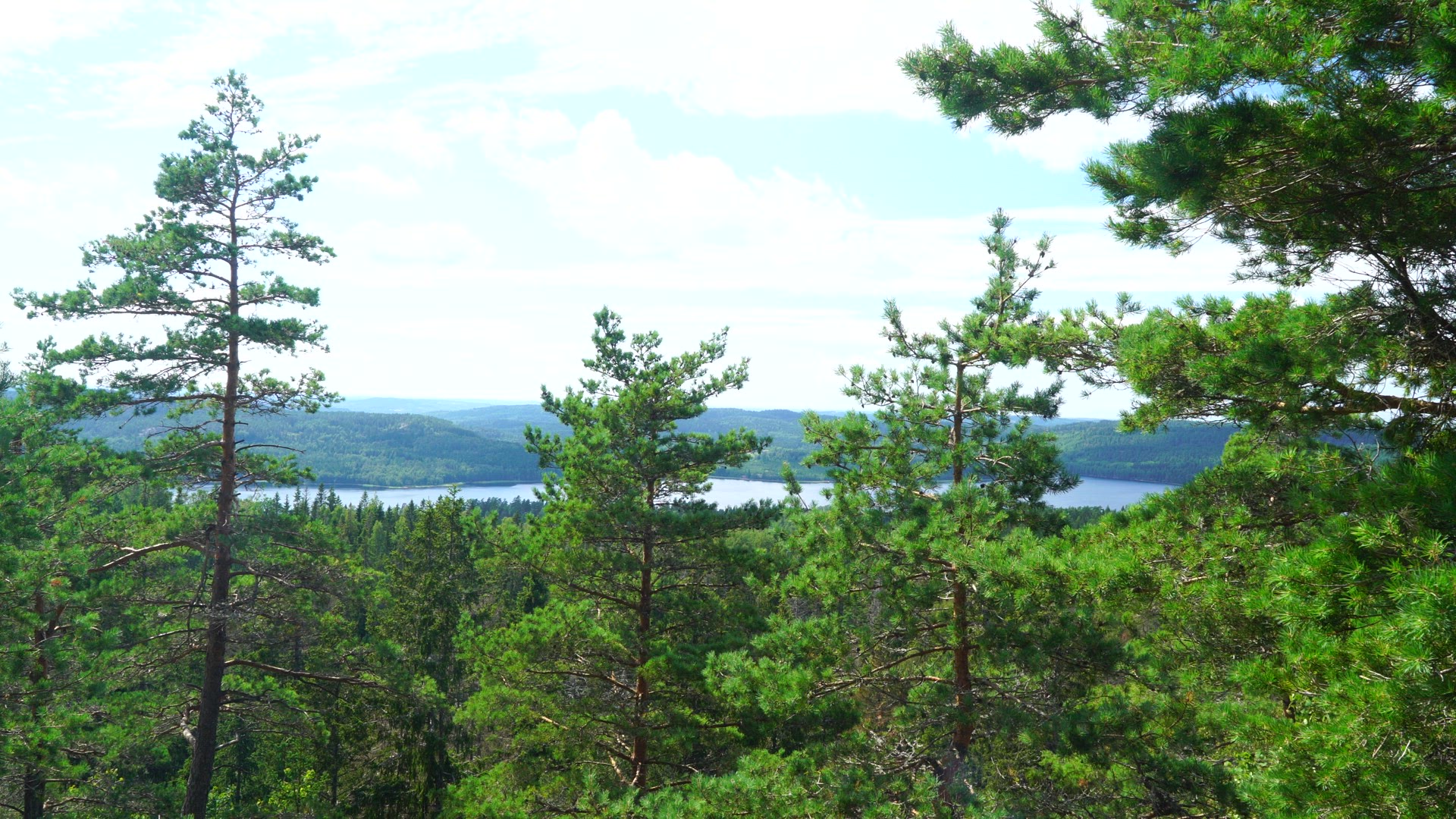 viewpoint in Dalsland - pinetrees - 5.MP4