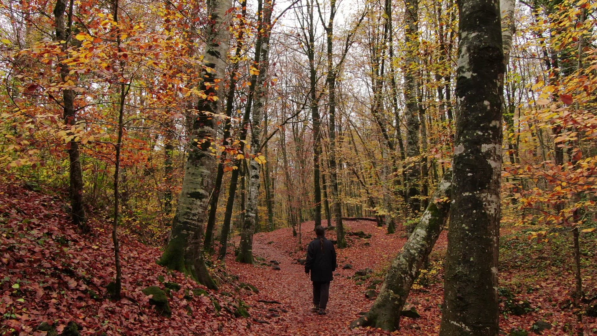 Fageda 13 ProRes HQ29 4k.mov