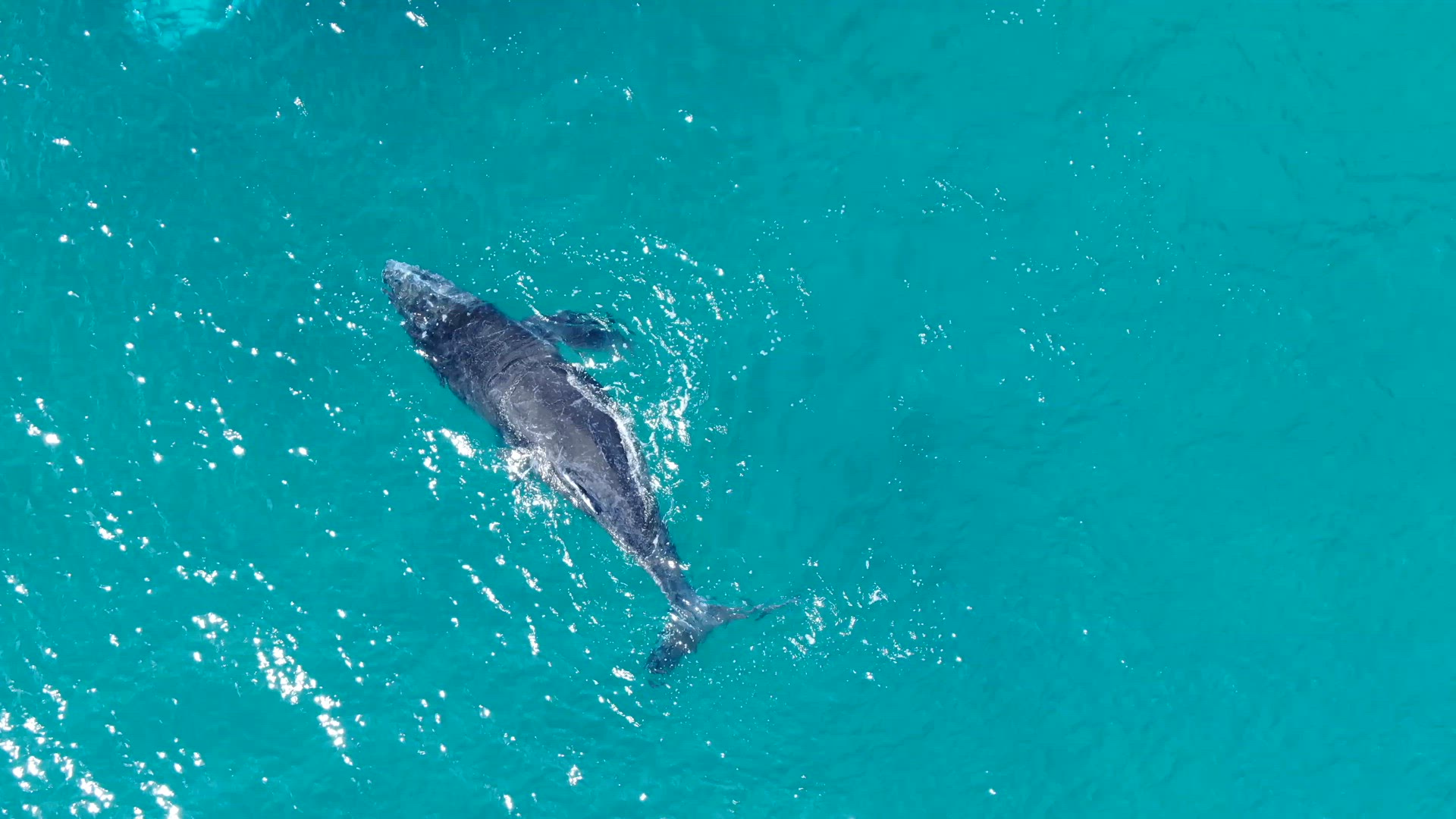 Whales 12 h264 4k29.mov