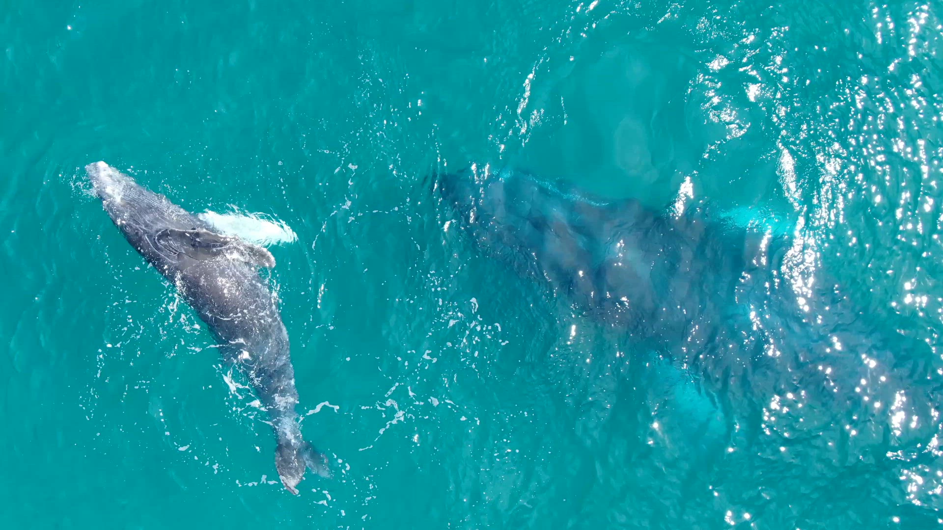 Whales 11 h264 4k29.mov