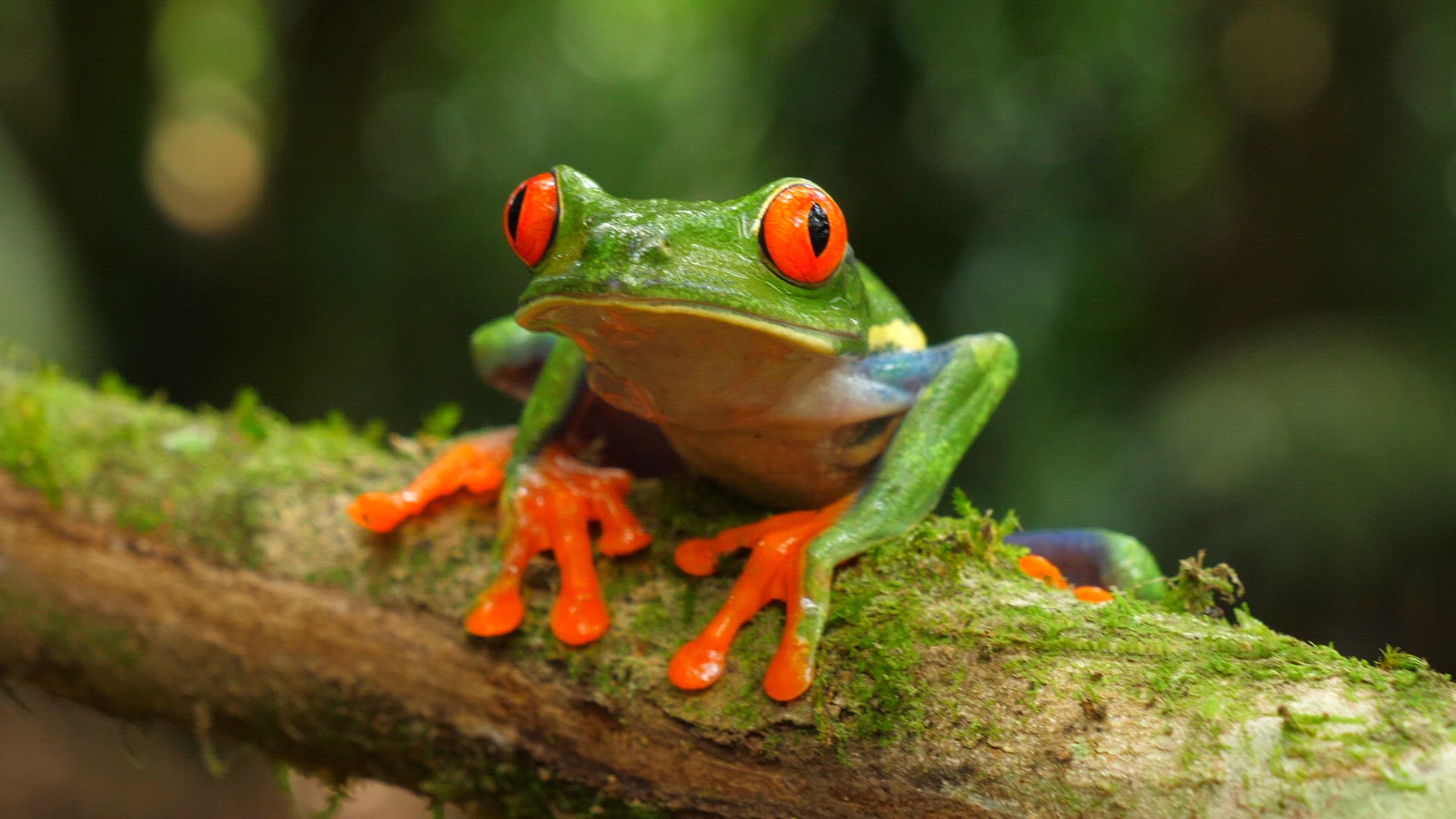 Red-eyed treefrog 05 ProRes HQ29 4k.mov