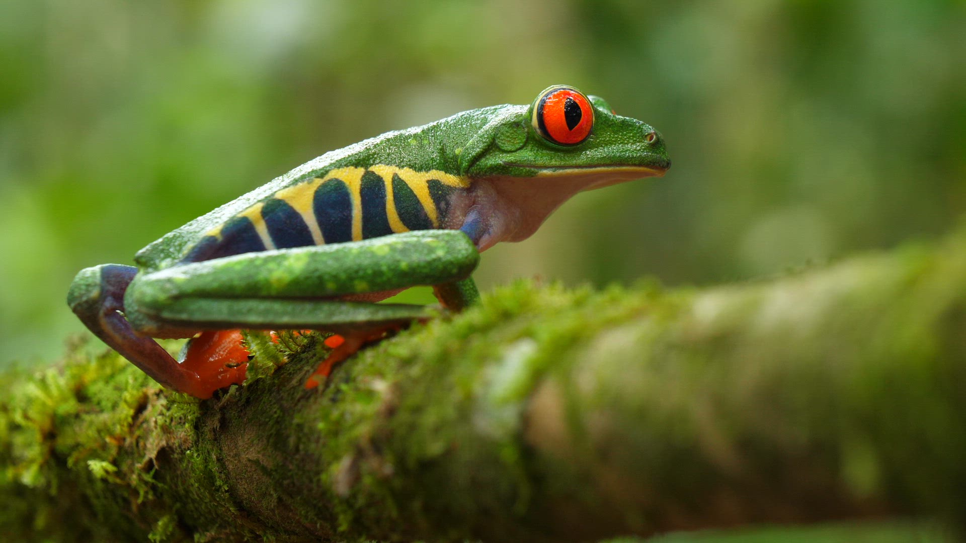 Red-eyed treefrog 04 ProRes HQ29 4k.mov
