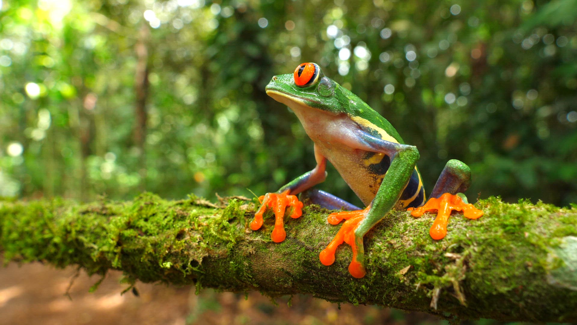 Red-eyed treefrog 02 ProRes HQ29 4k.mov