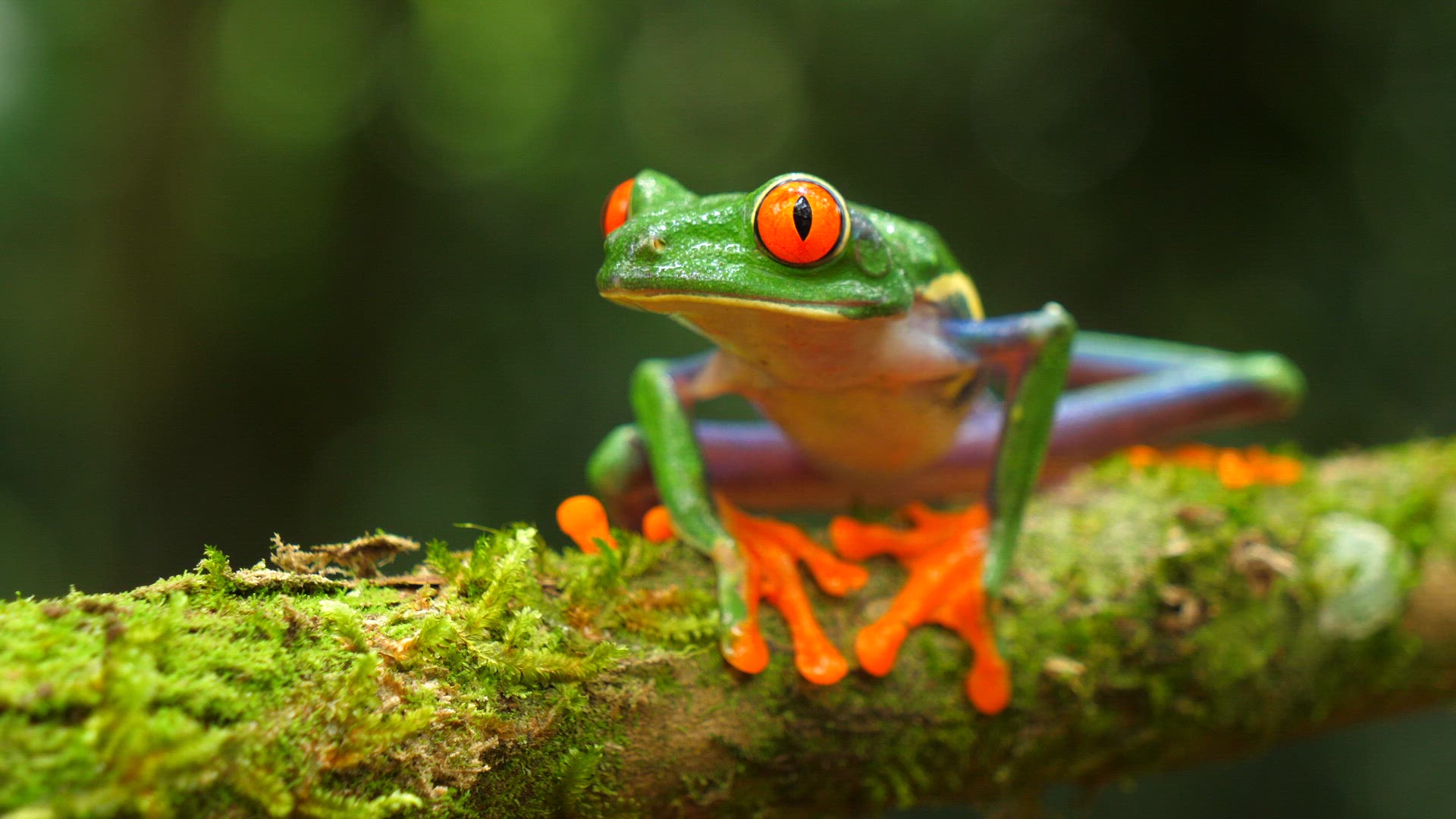Red-eyed treefrog 01 ProRes HQ29 4k.mov