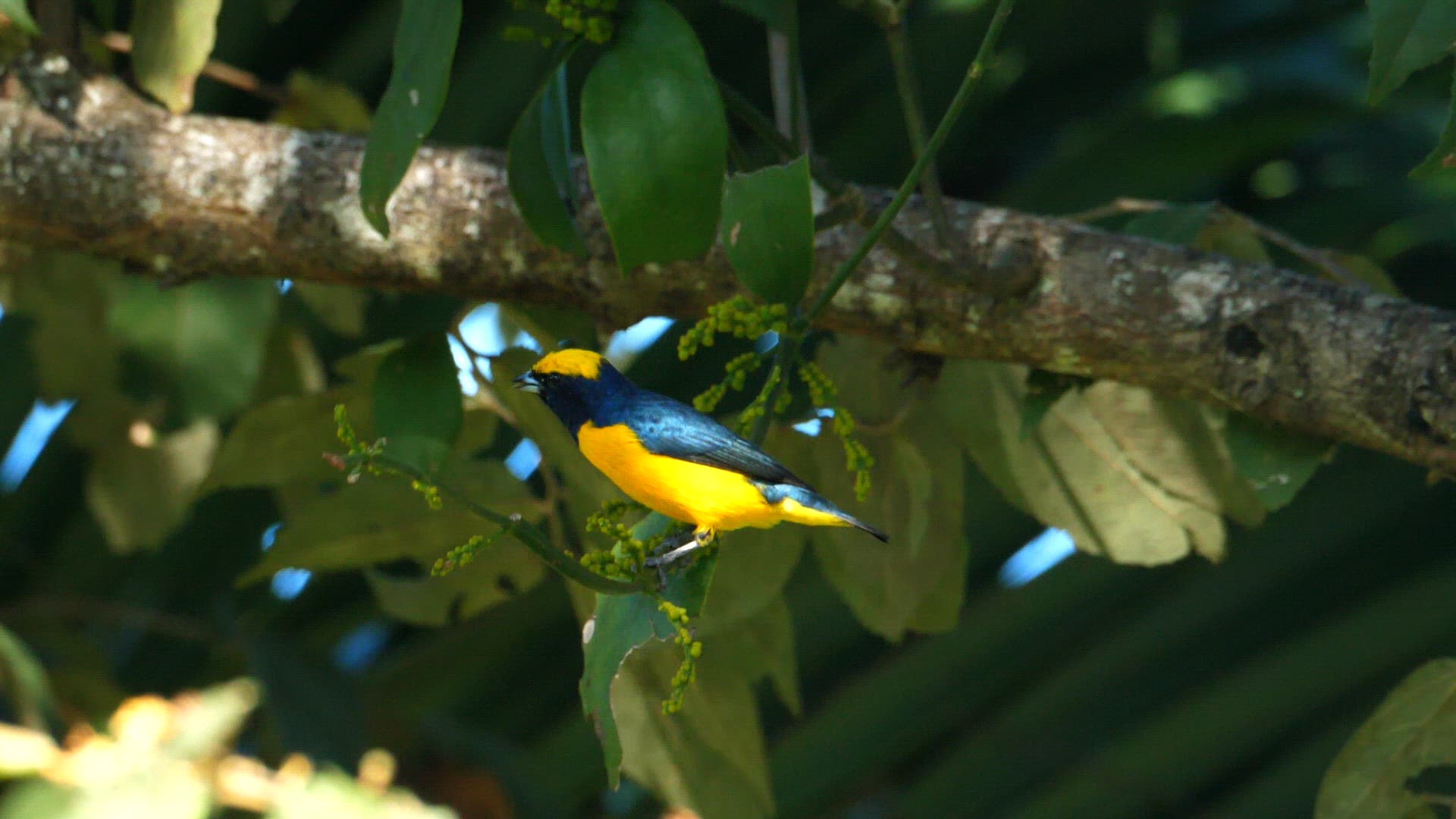 Yelllow crowned euphonia male in its natural habitat in the forest