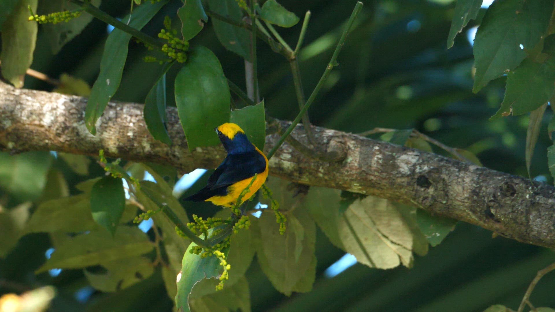 Yelllow crowned euphonia male in its natural habitat in the forest