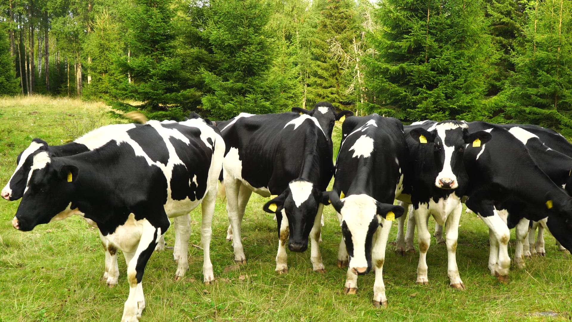 cows - black and white.mp4