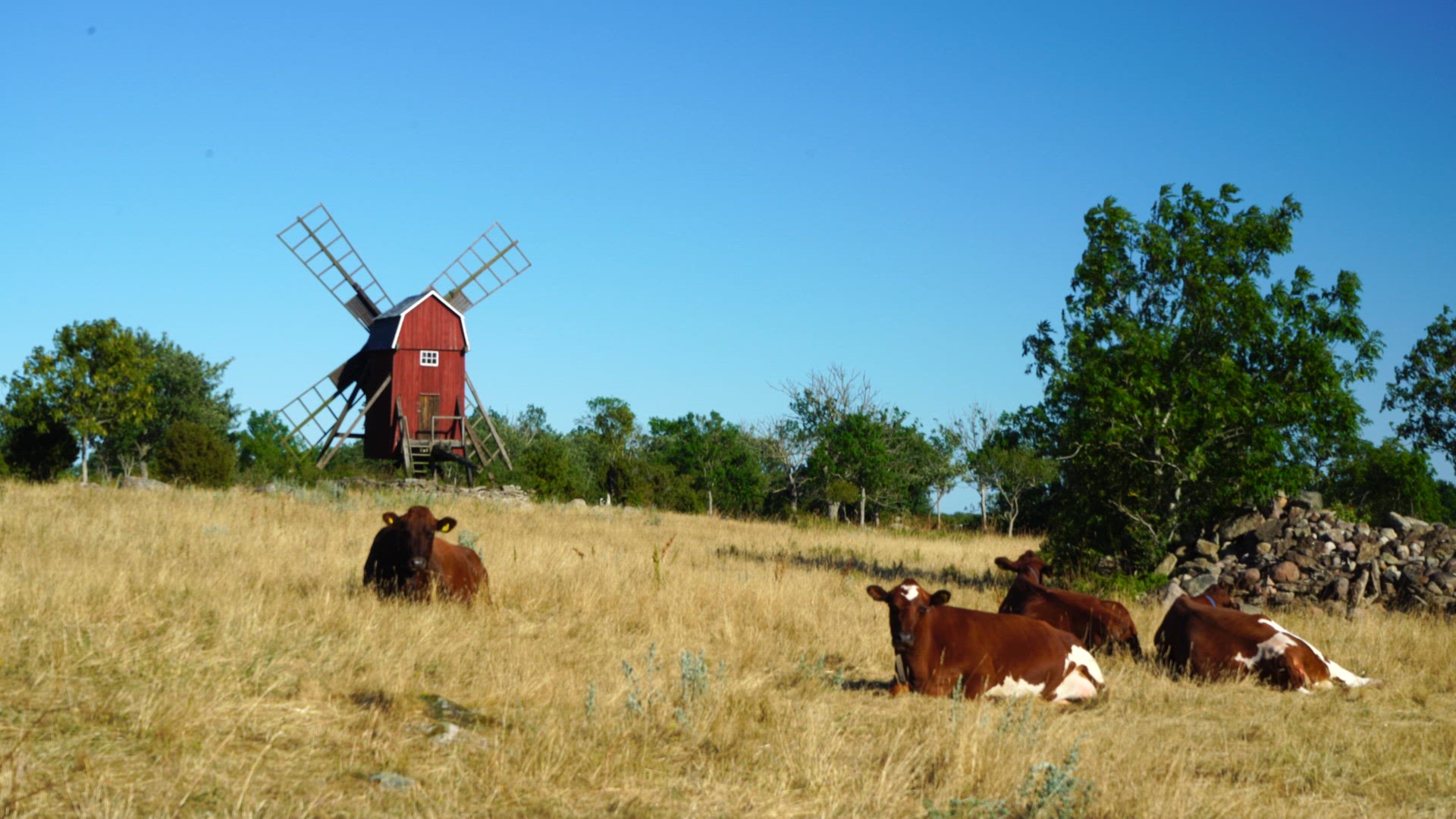 cows and windmill Öland.mp4