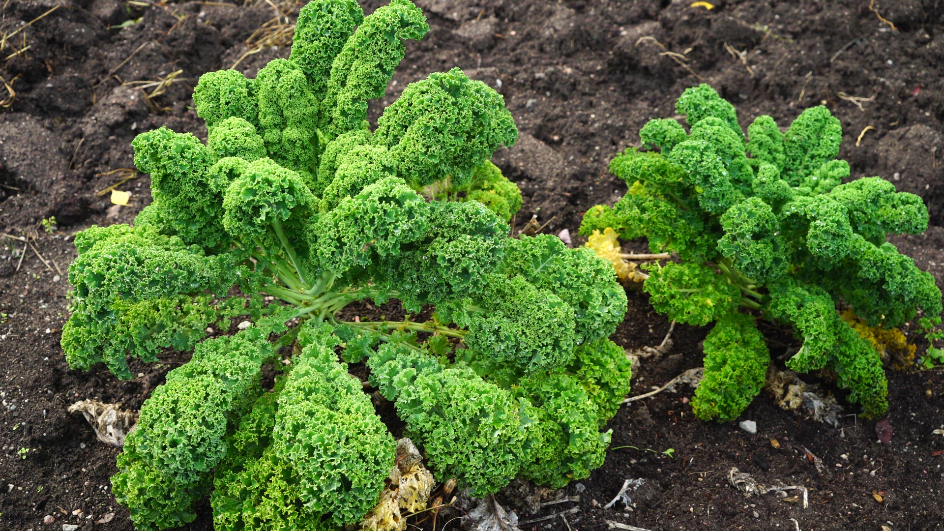 kale.mp4