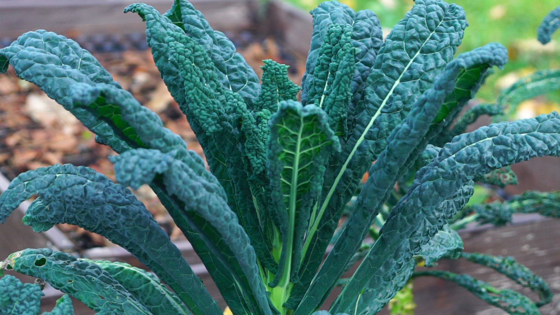 black cabbage - slowmotion.mp4