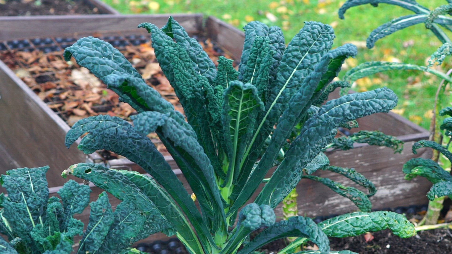 black cabbage - cu - slowmotion.mp4