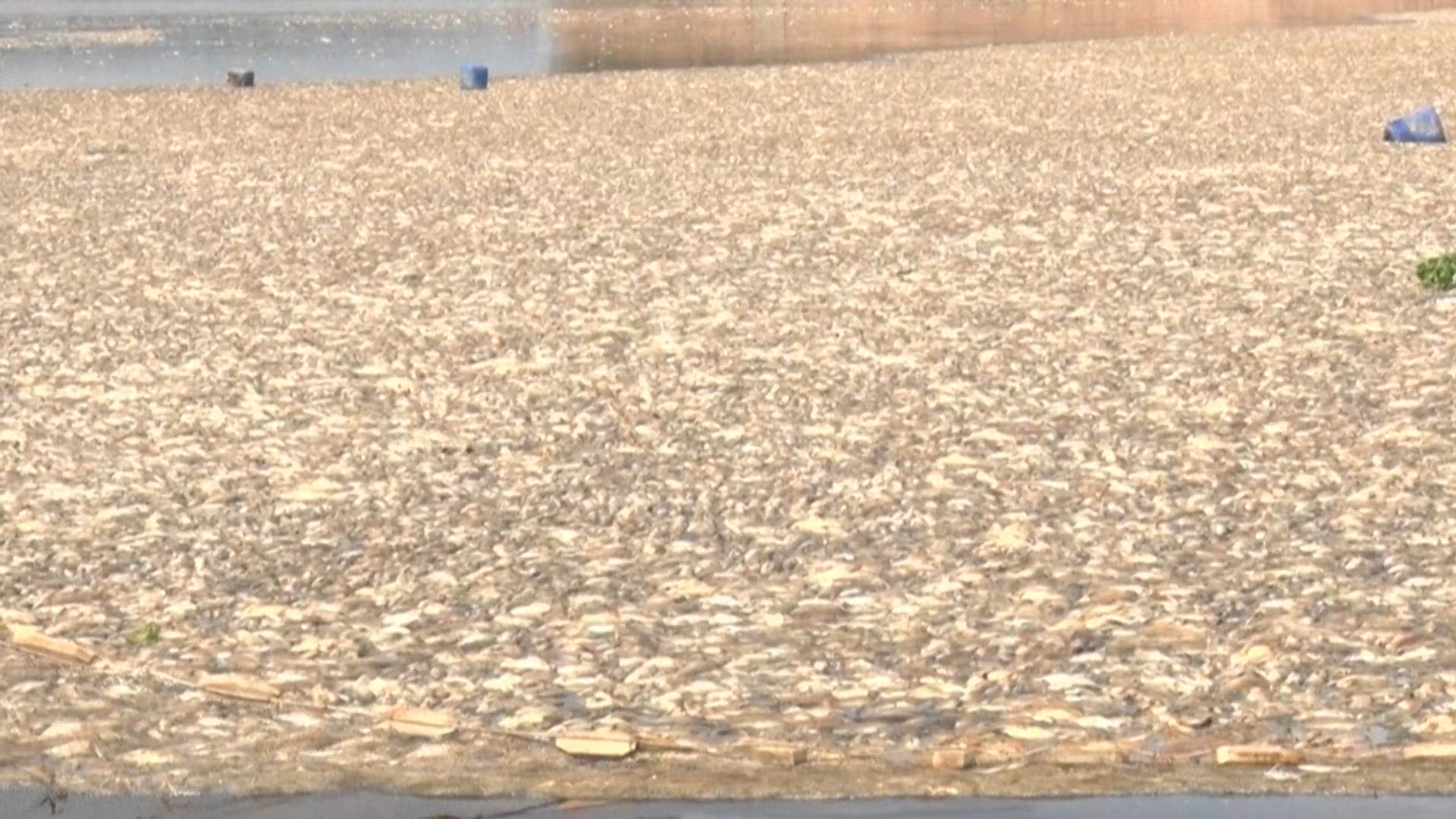 Mass fish death in Vietnam as heatwave roasts Southeast Asia