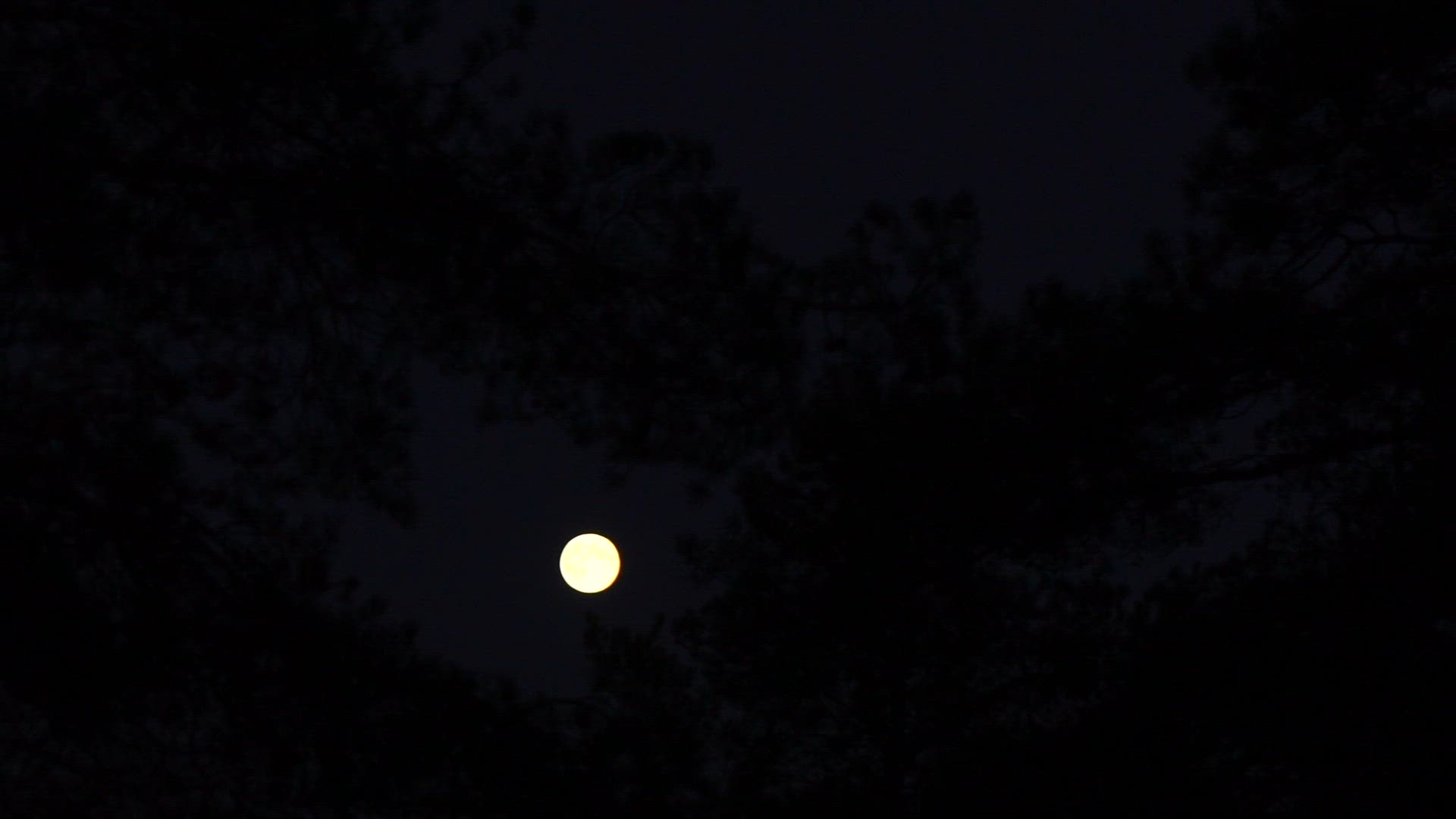 full moon - seen through pine tree.mp4