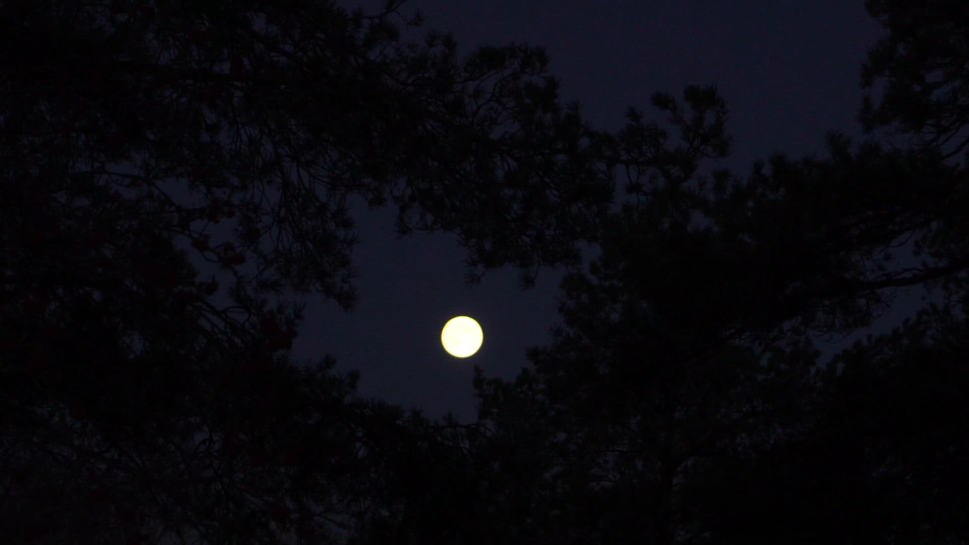 Full moon - pine trees.mp4