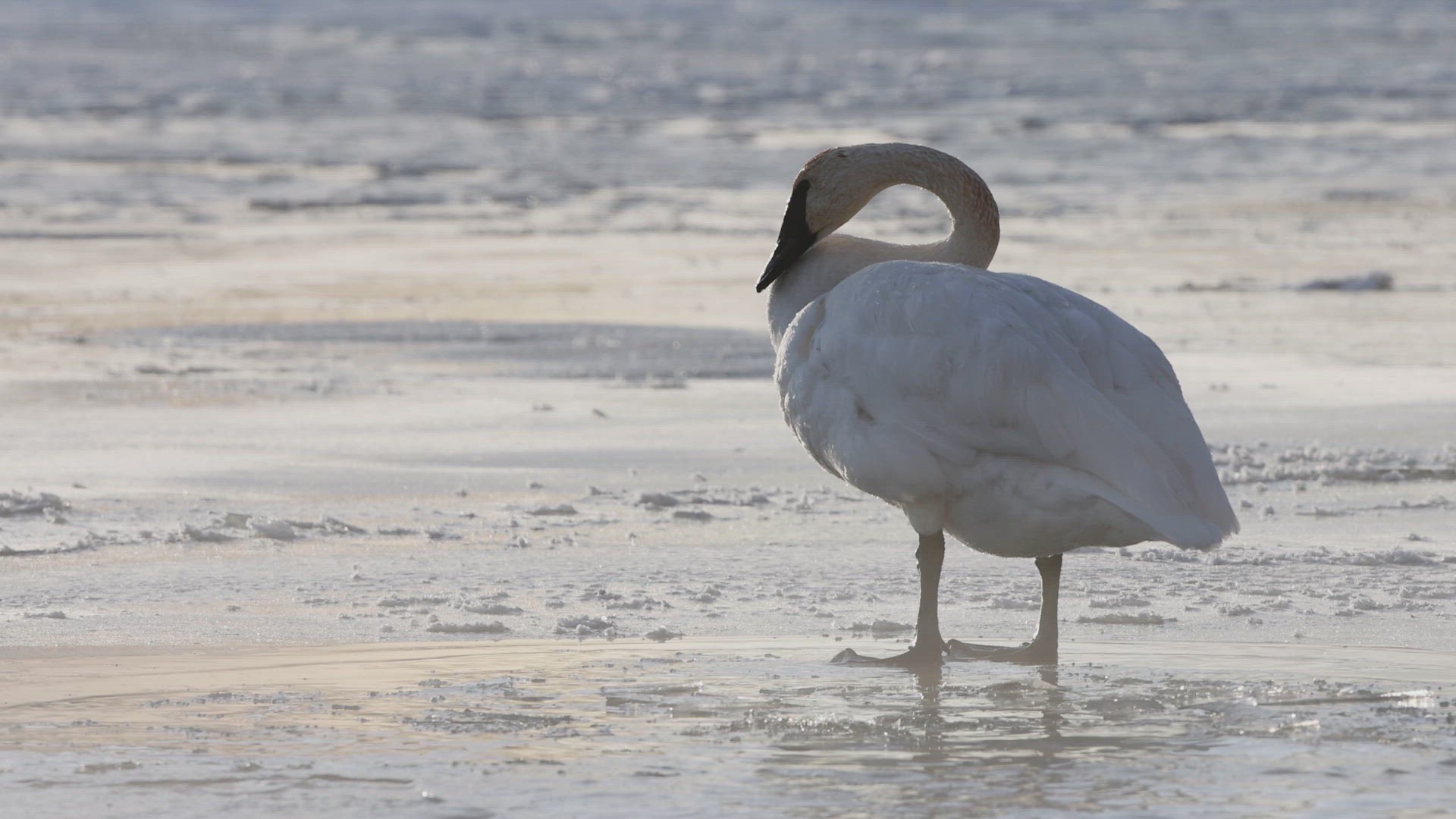Trumpeter Swan Flapping its Wings on Ice