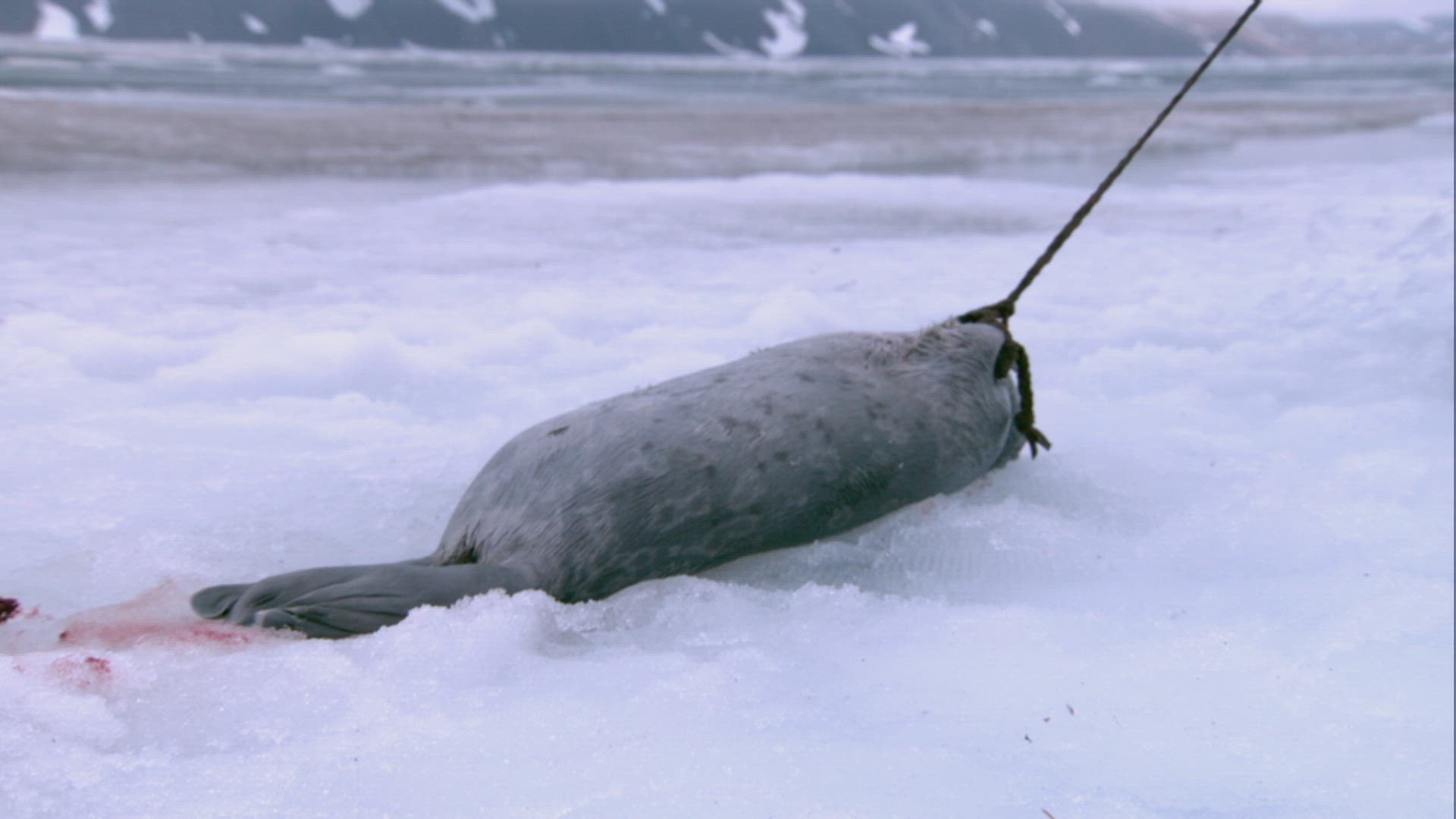 Inuit Hunter hunting seal